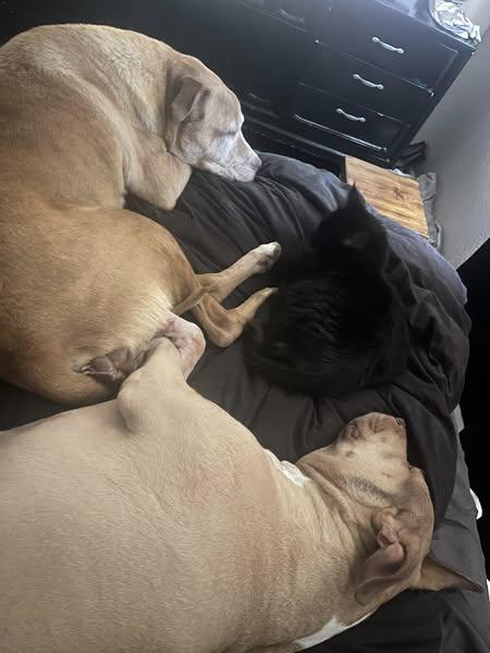 Brutus, Adoptable, Senior Male Pit Bull Terrier.