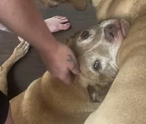 Brutus, a Adoptable mixed breed in Chino valley, AZ image 2/2