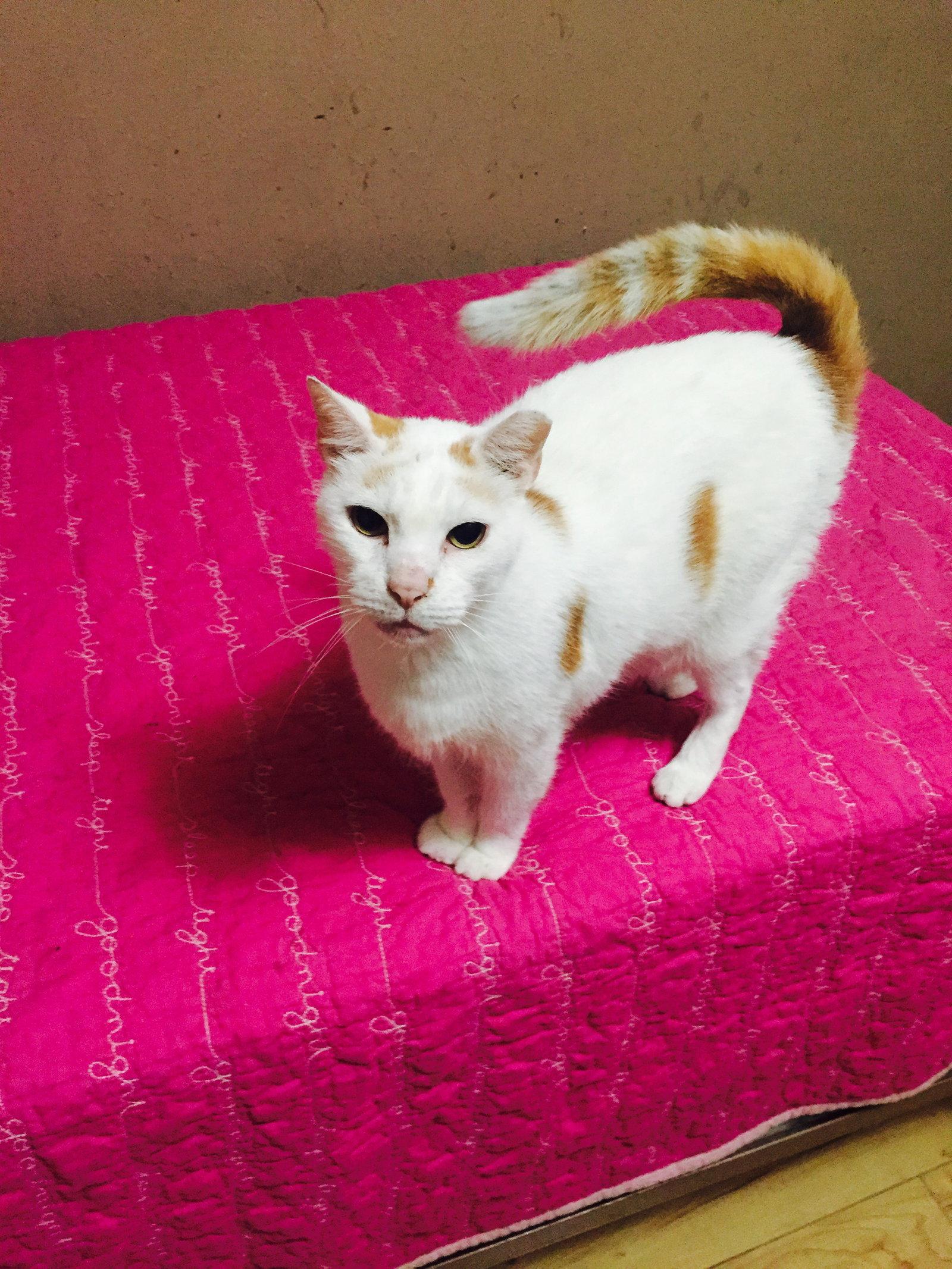 Precious, Adopted, Senior Male Turkish Van.