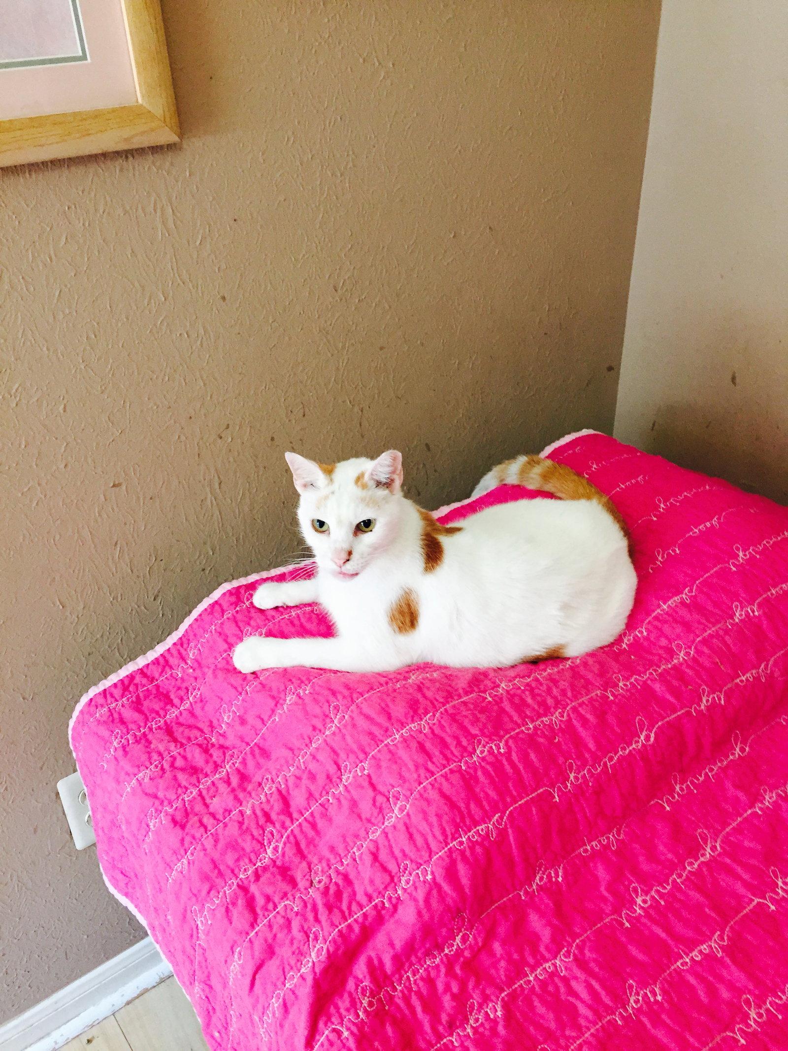 Enlarge Precious, a Adopted Turkish Van in Houston, TX image 2/2