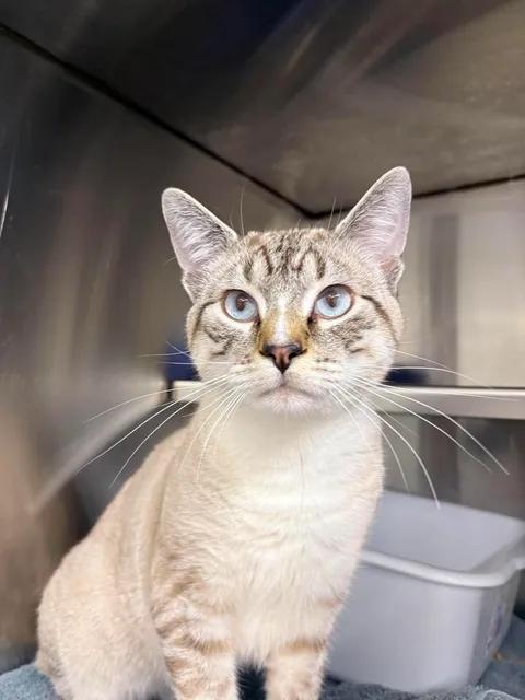 Oliver, an adopted Siamese in Brooks, AB image 4/5
