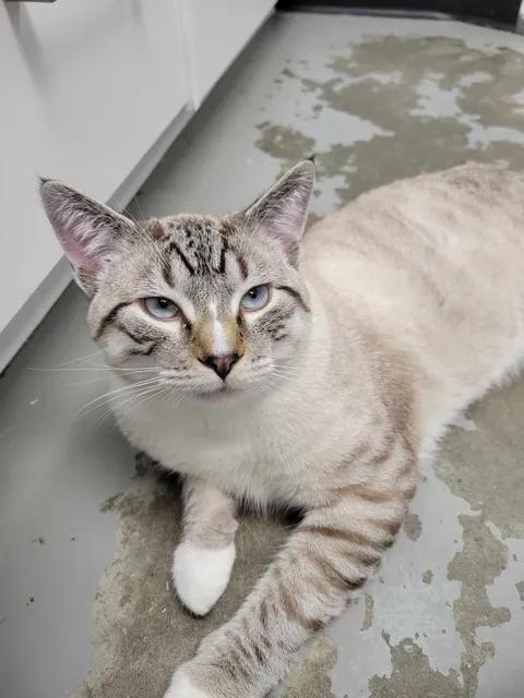 Oliver, an adopted Siamese in Brooks, AB image 5/5