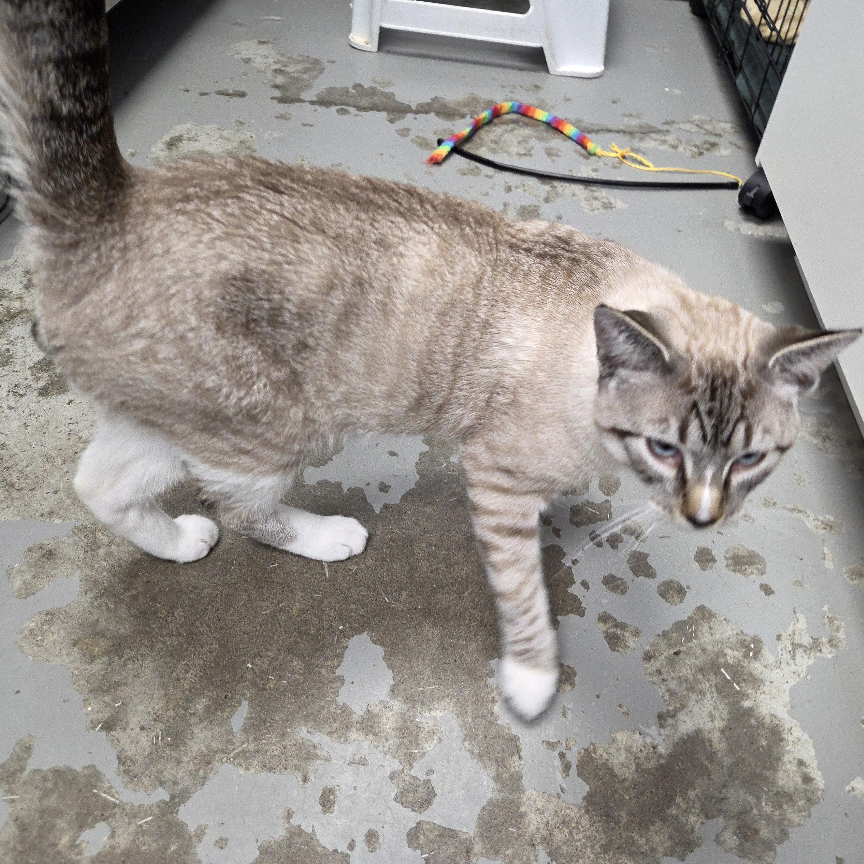 Oliver, an adopted Siamese in Brooks, AB image 2/5