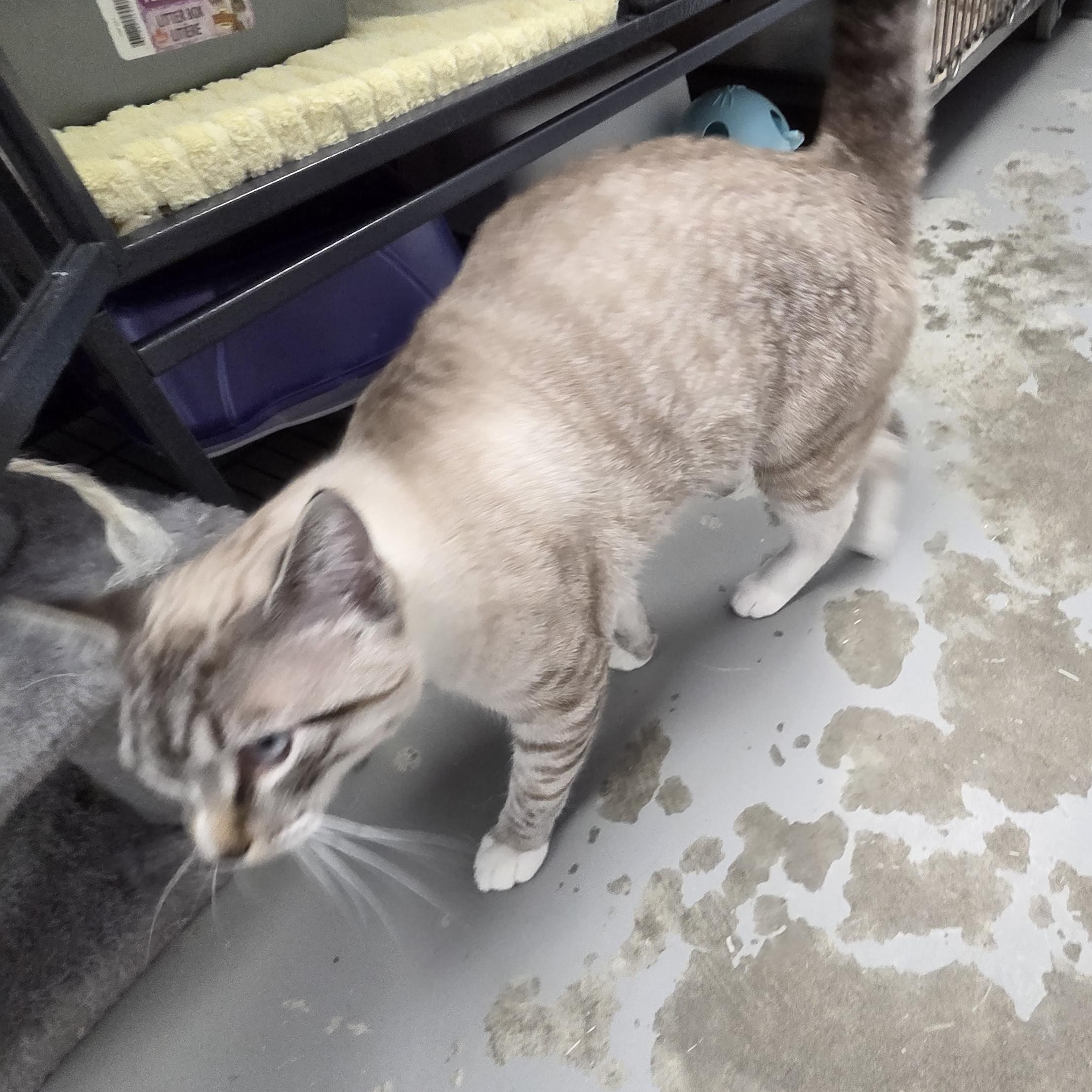 Oliver, an adopted Siamese in Brooks, AB image 3/5