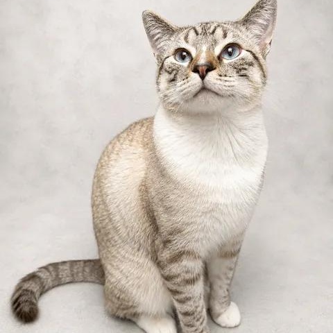 Oliver, an adopted Siamese in Brooks, AB image 1/5