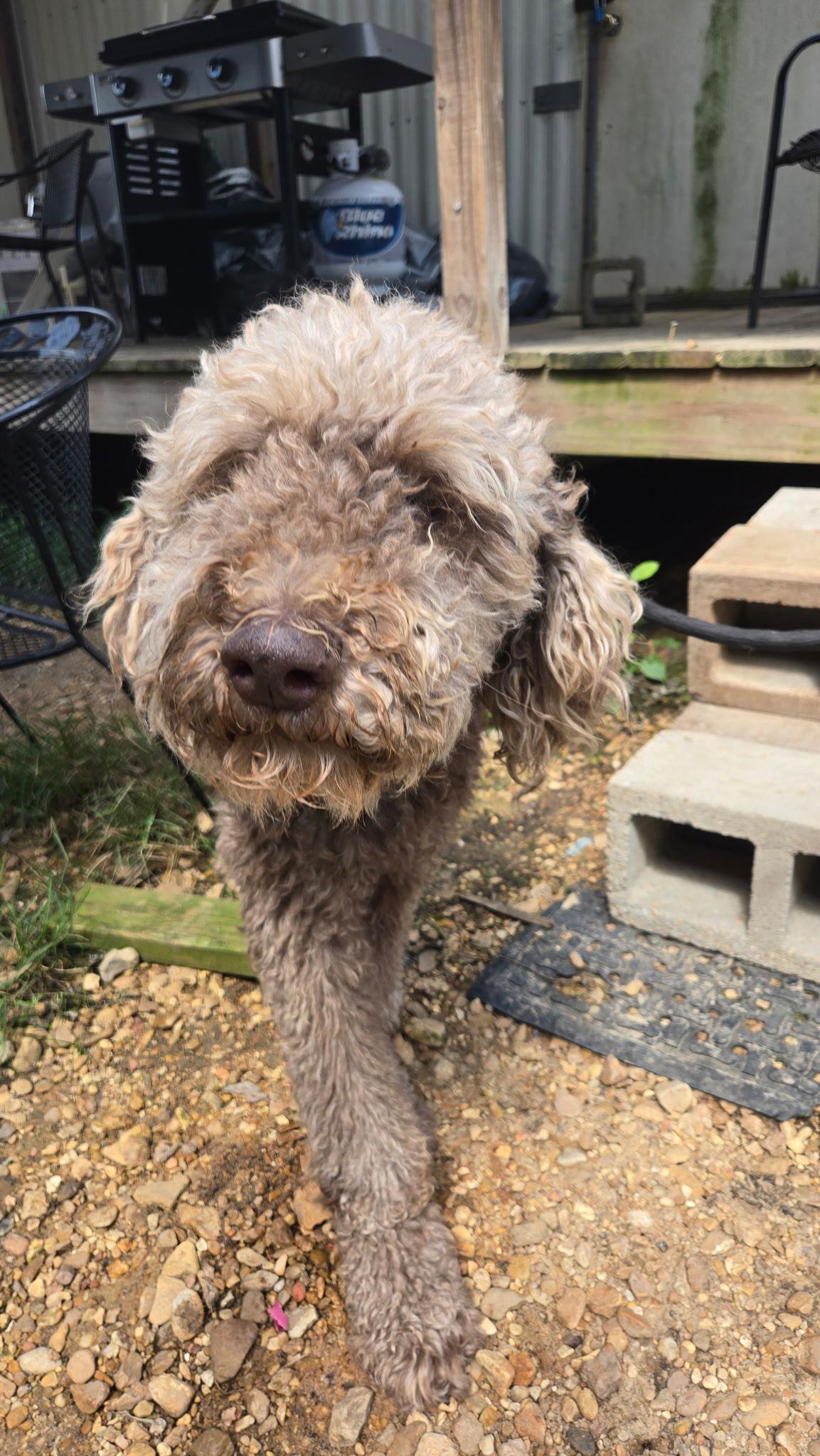 Herman, a Adopted Standard Poodle in Jackson, MS image 1/2