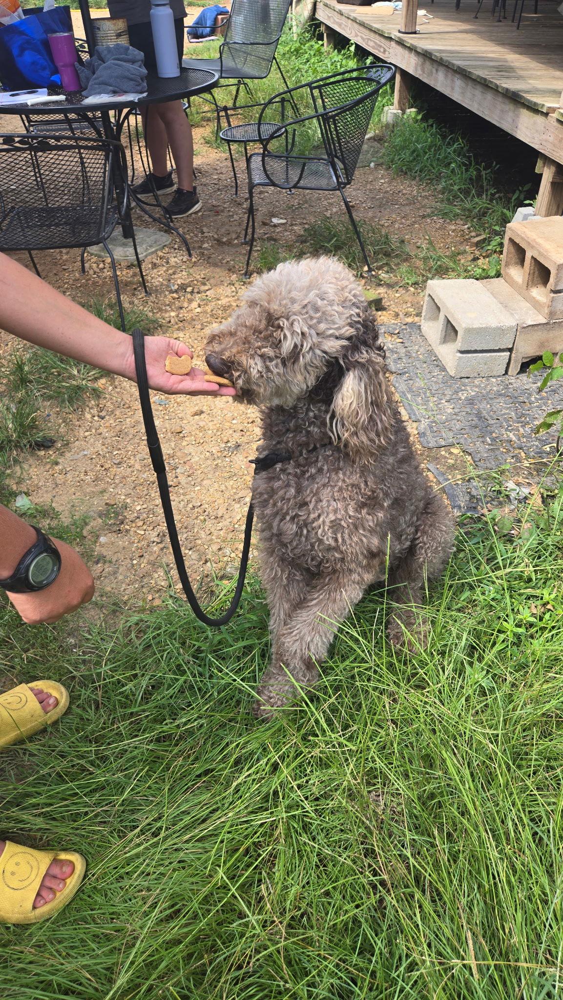 Herman, a Adopted Standard Poodle in Jackson, MS image 2/2
