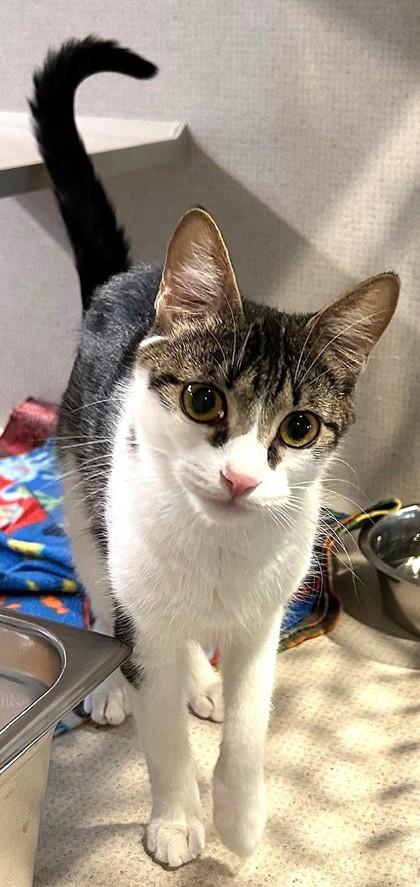 Penelope, adopted, Adult Female Domestic Short Hair.