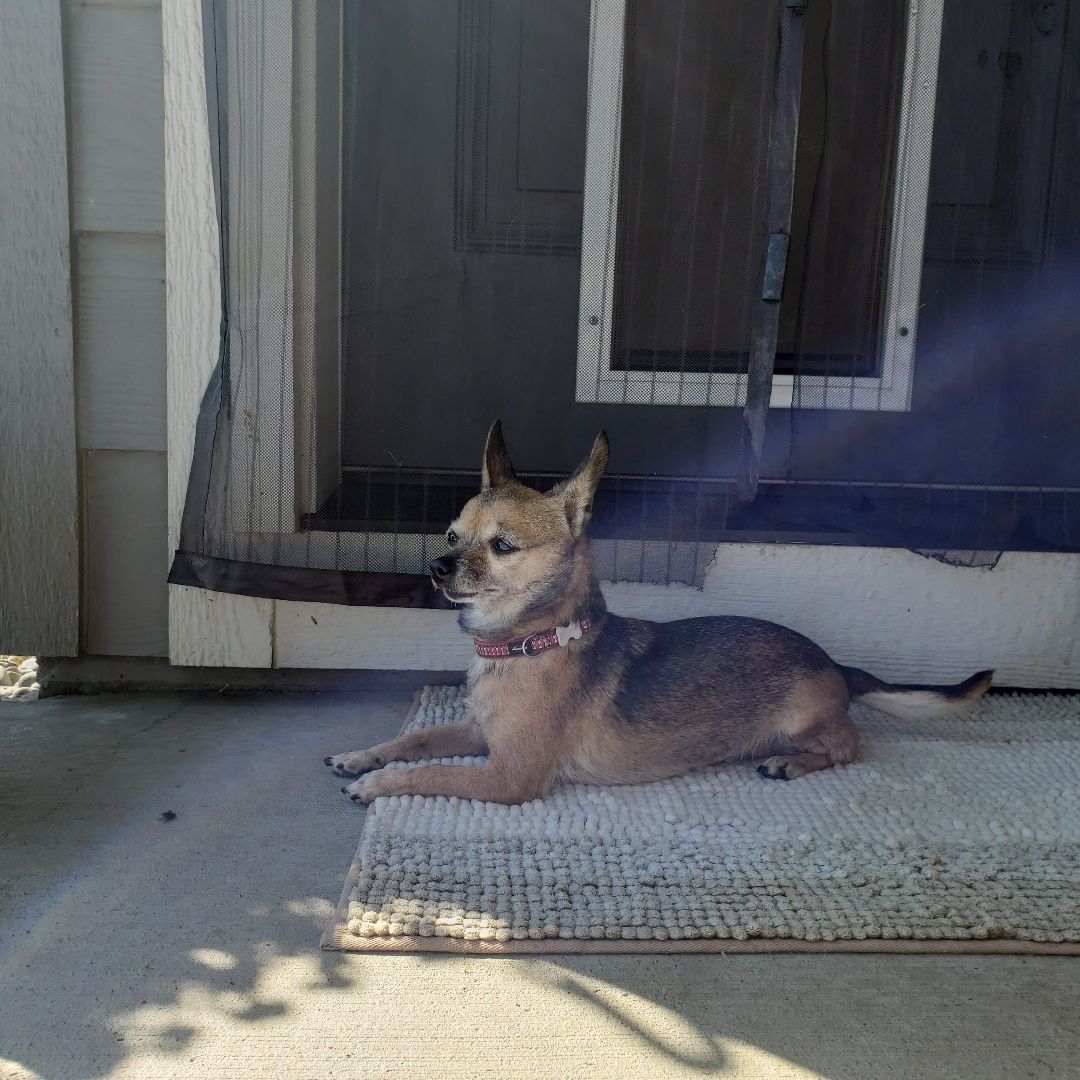 Mia, Adopted, Senior Female Chihuahua.