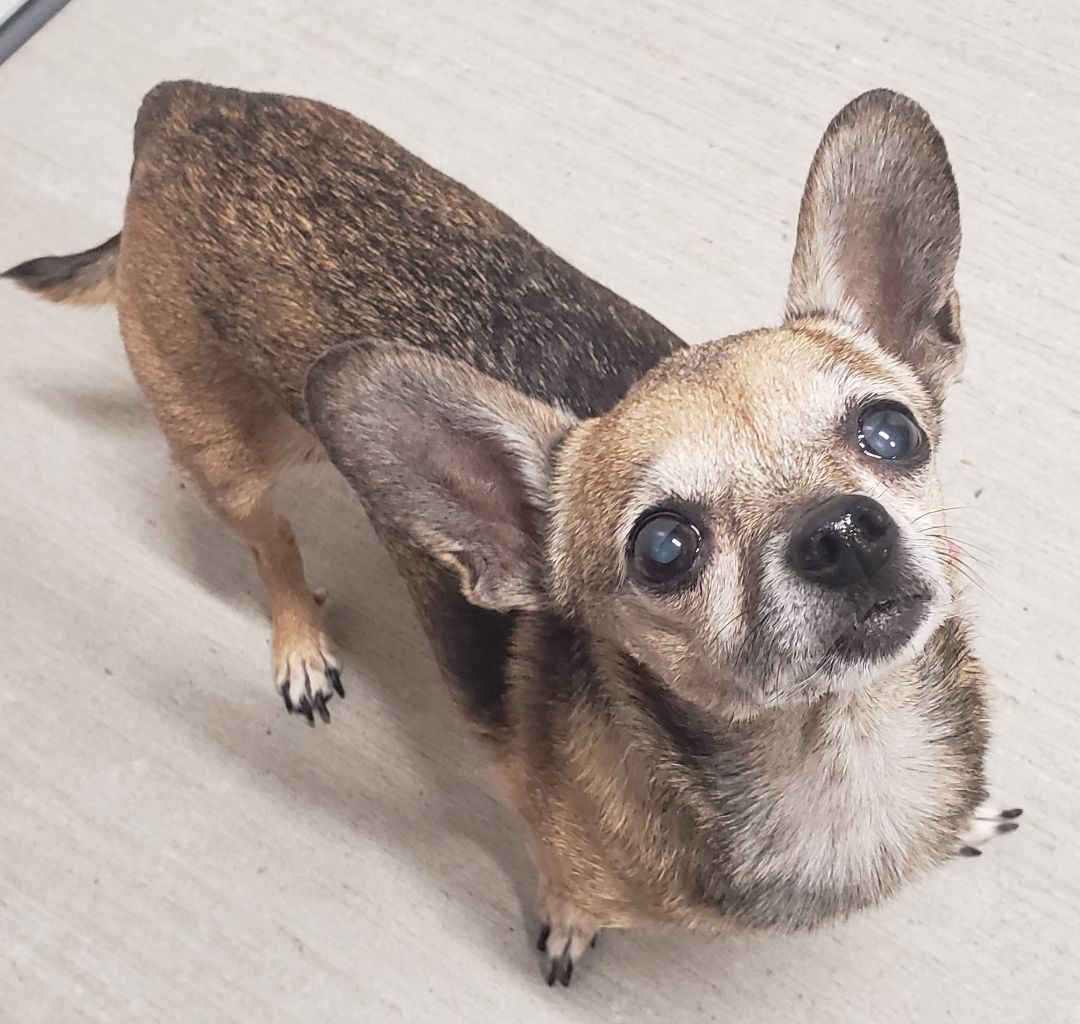 Enlarge Mia, a Adopted mixed breed in Ephrata, WA image 2/4