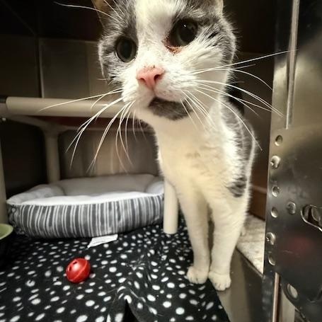 Trick, a Adoptable Domestic Short Hair in Honesdale, PA image 3/3