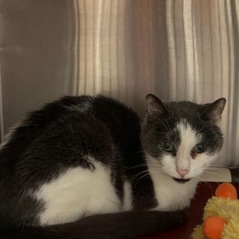 Trick, a Adoptable Domestic Short Hair in Honesdale, PA image 1/3