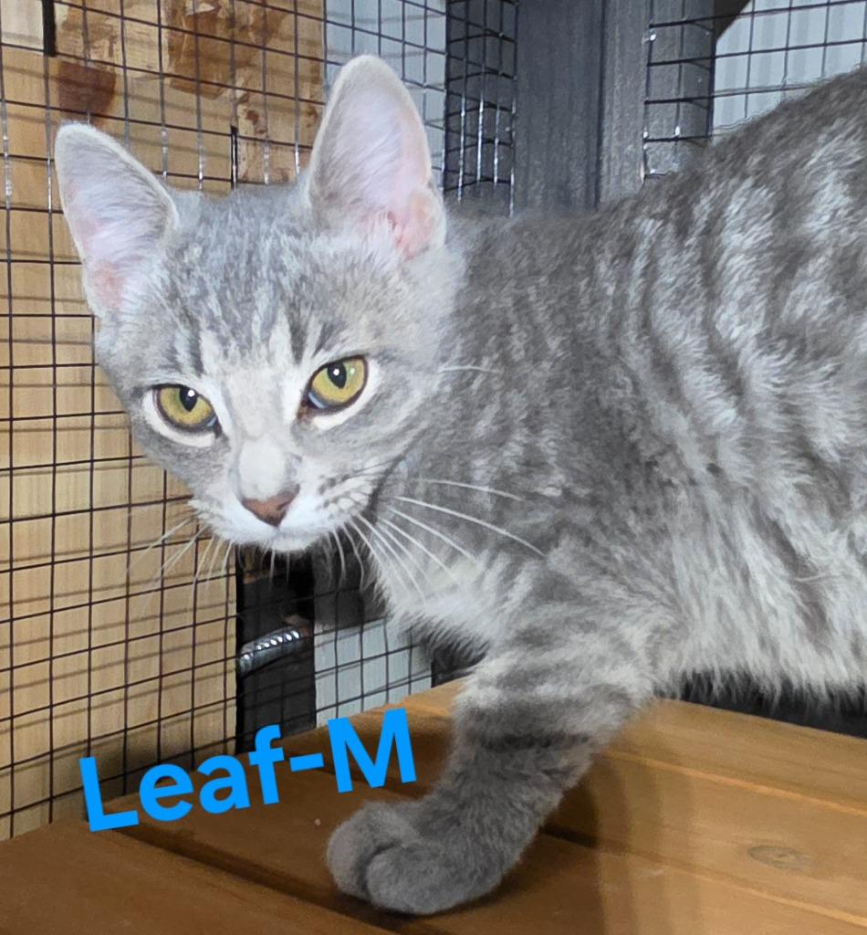 Leaf, Adoptable, Kitten Male Domestic Short Hair.