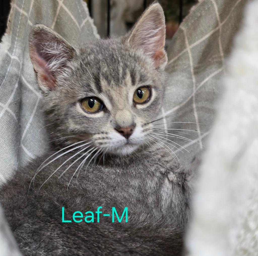 Leaf, a Adoptable Domestic Short Hair in Cloquet, MN image 2/3