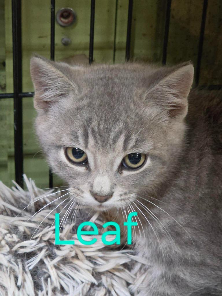 Leaf, a Adoptable Domestic Short Hair in Cloquet, MN image 3/3
