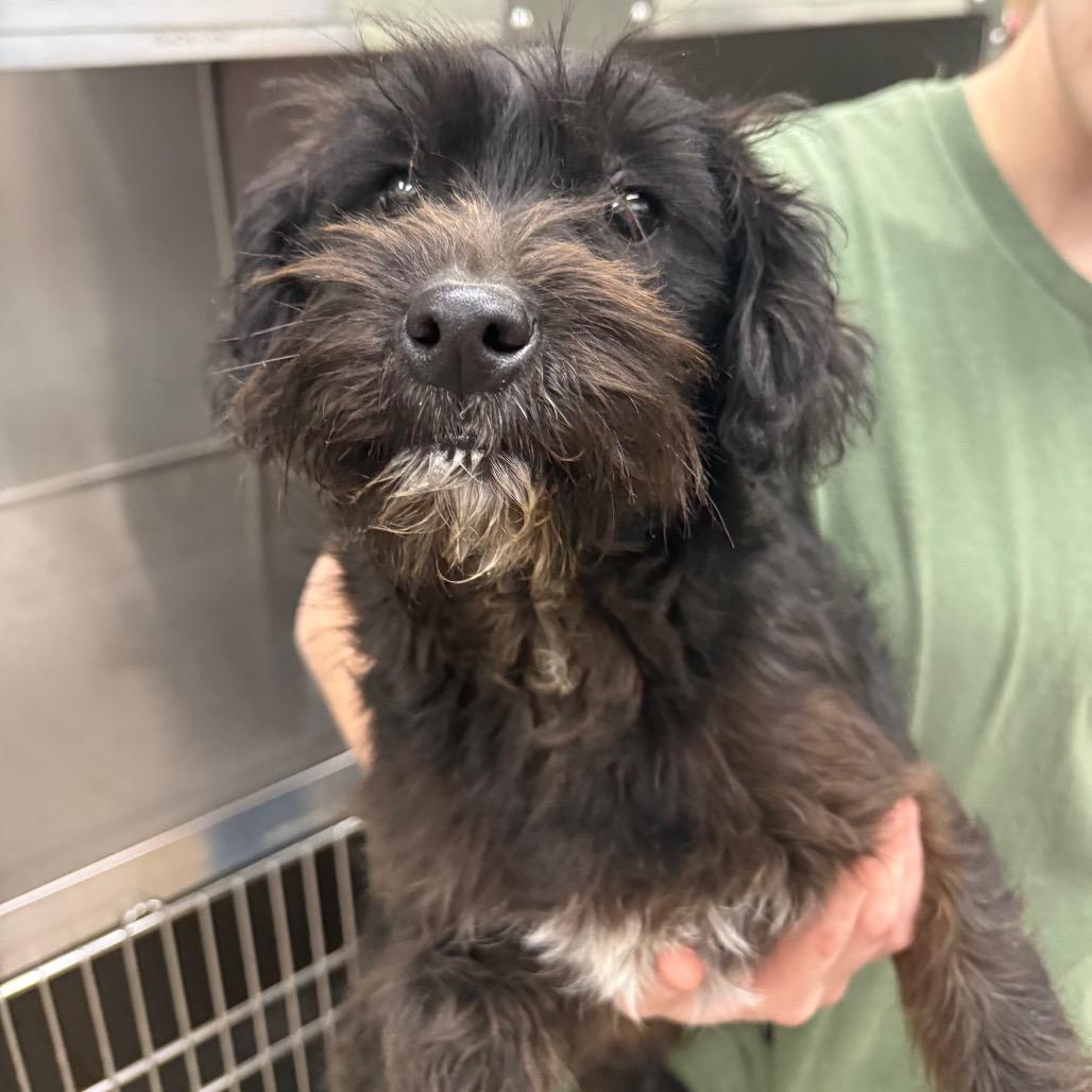 Shamus, Adoptable, Young Male Mixed Breed.