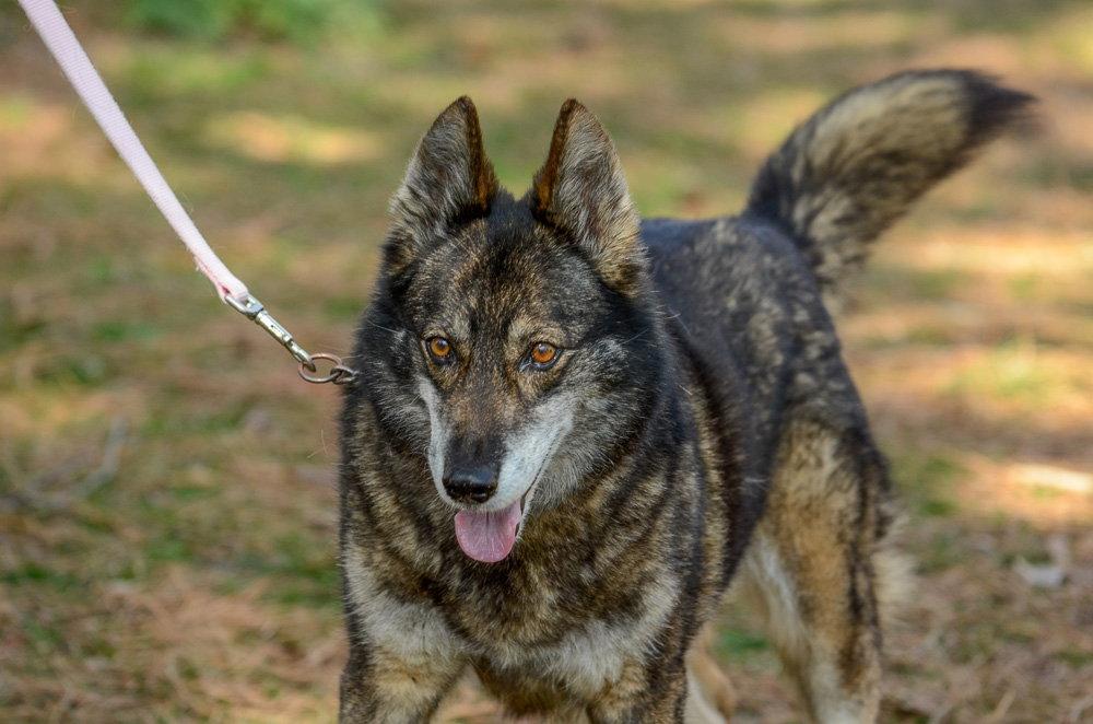Maddie, Adoptable, Adult Female Shepherd & Husky.