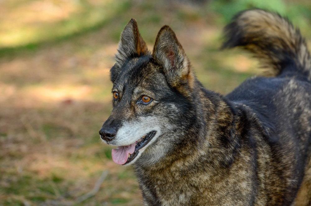Enlarge Maddie, a Adoptable mixed breed in Brick, NJ image 2/3