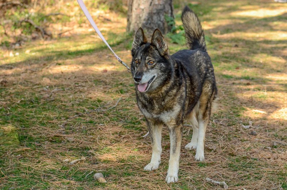 Enlarge Maddie, a Adoptable mixed breed in Brick, NJ image 3/3