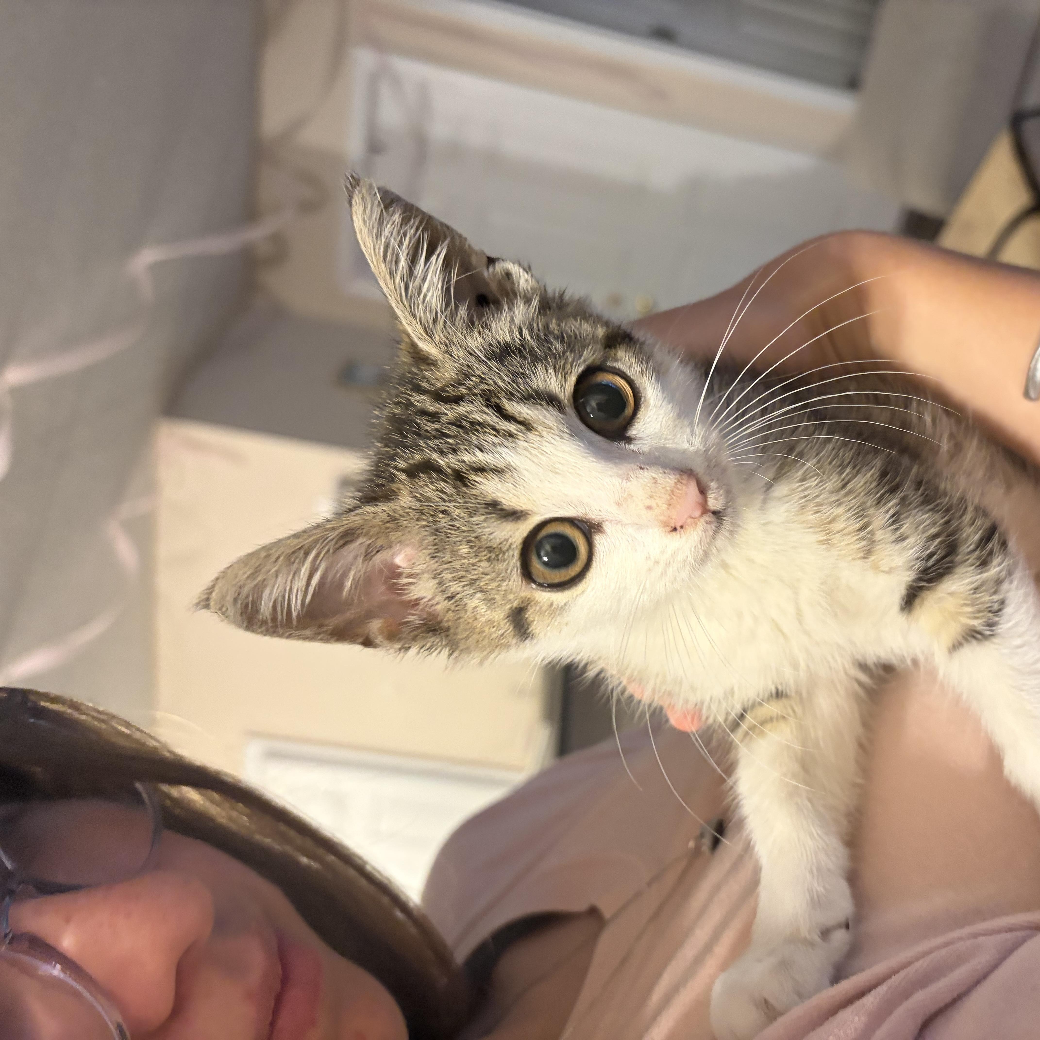 Enlarge Azriel, a ADOPTABLE Domestic Short Hair in Colbert, GA image 2/3