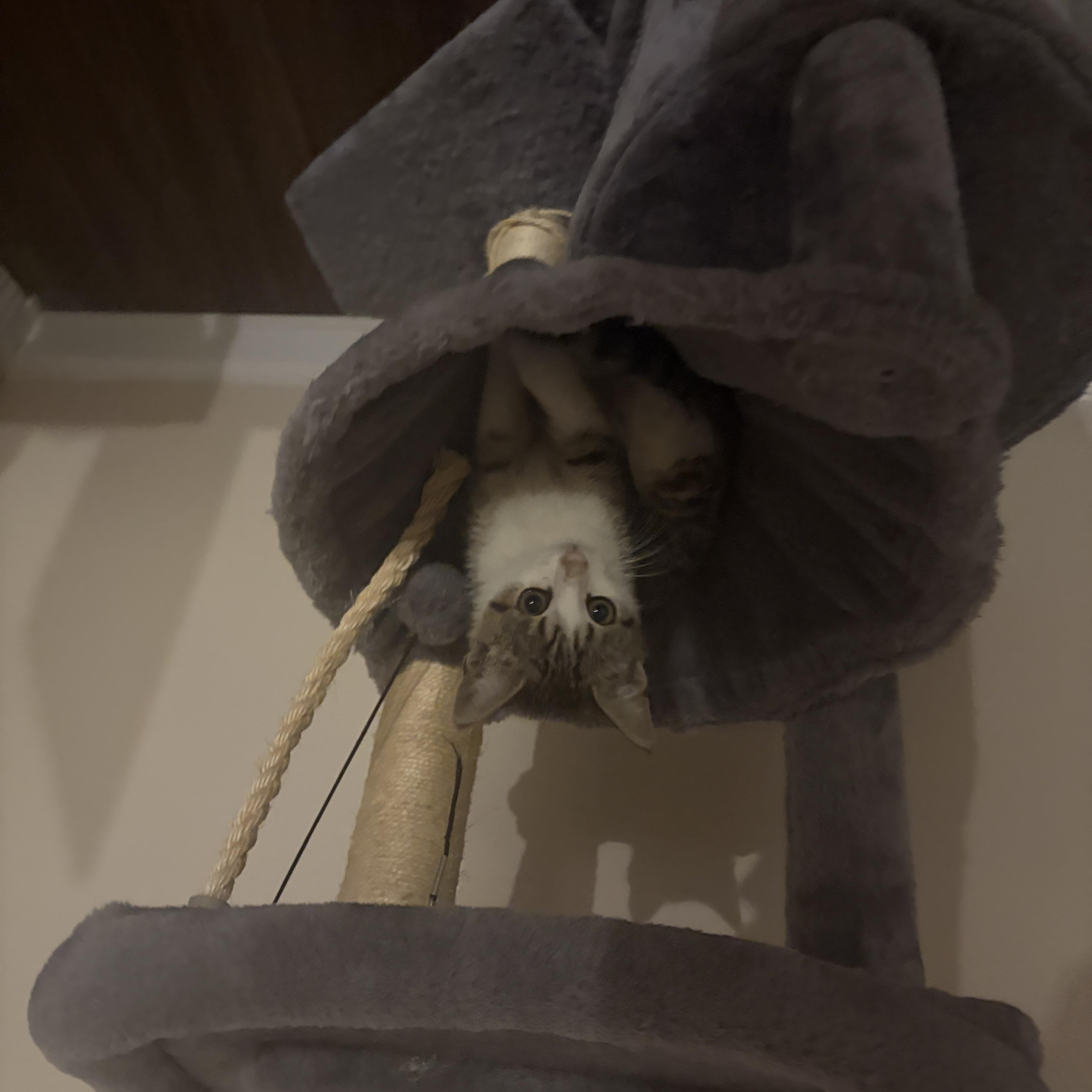 Enlarge Azriel, a ADOPTABLE Domestic Short Hair in Colbert, GA image 3/3
