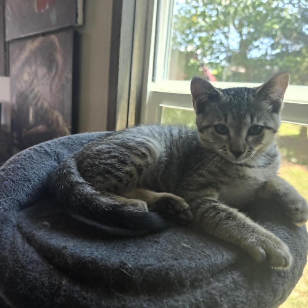 Feyre, Adoptable, Kitten Female Domestic Short Hair.