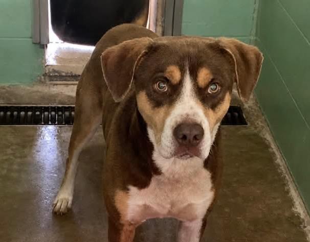 Boss, Adoptable, Young Male Hound.