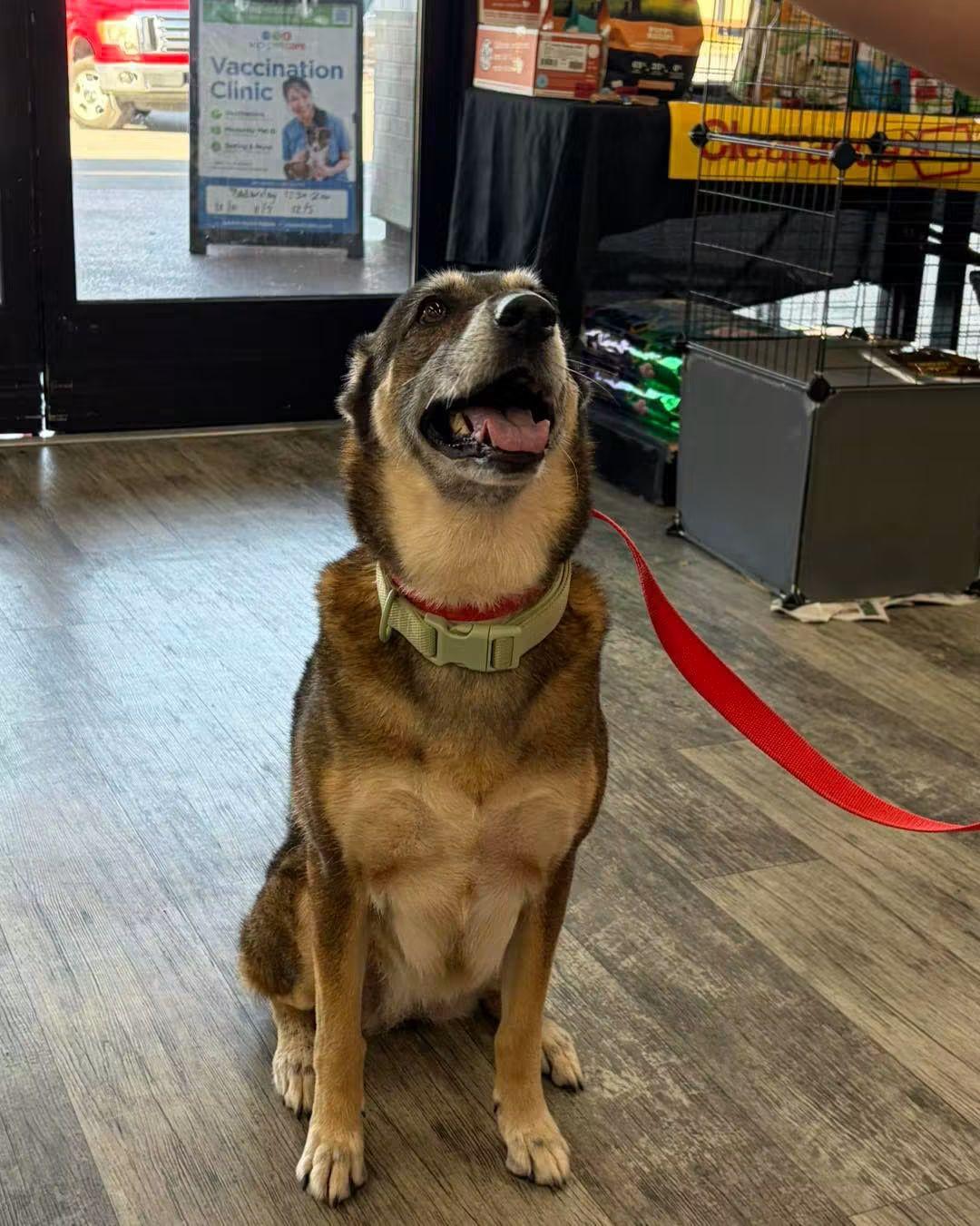 Enlarge Jackie, a Adoptable German Shepherd Dog in Panama City, FL image 1/1