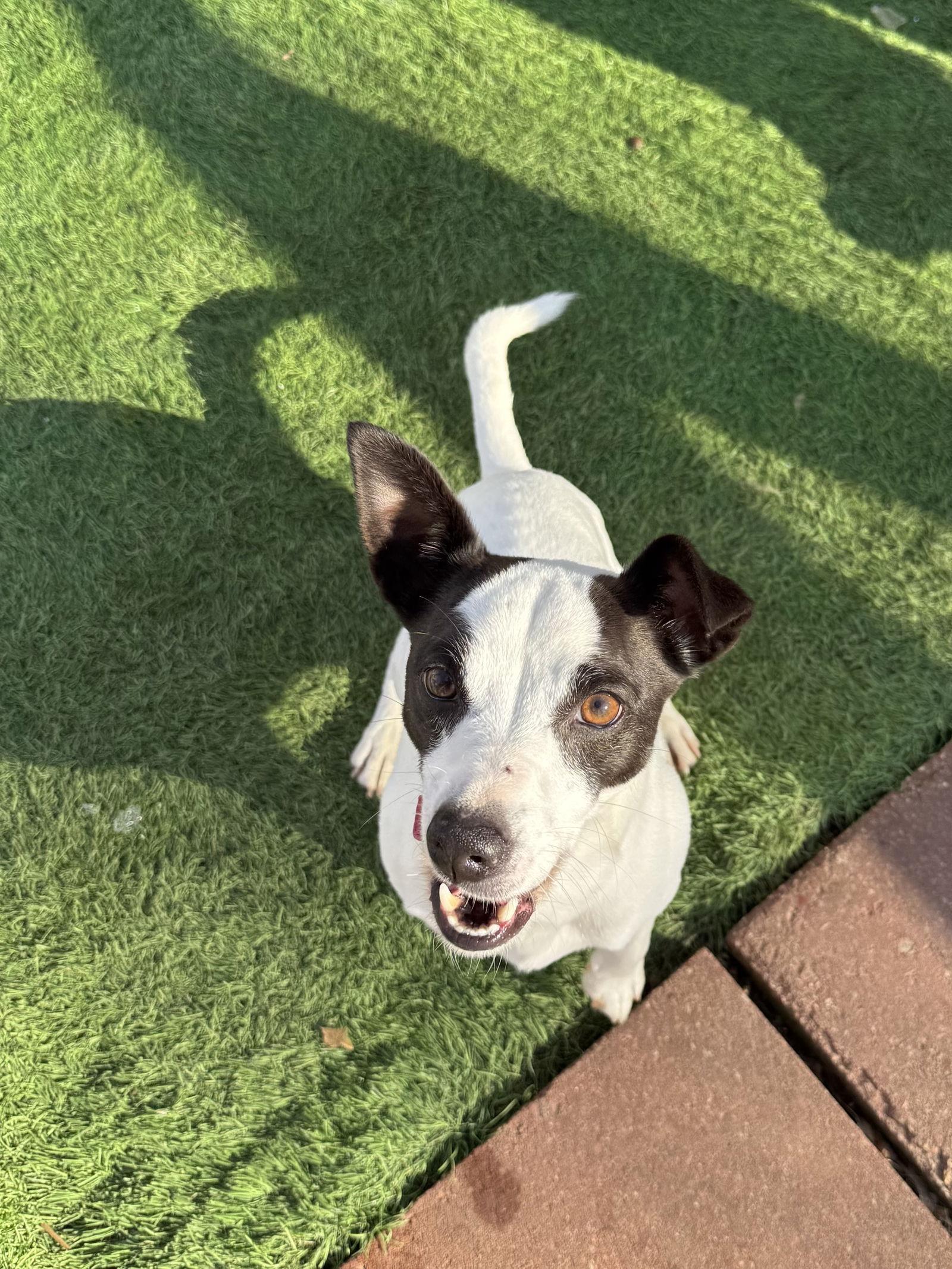 Bandit, Adoptable, Adult Male Jack Russell Terrier.