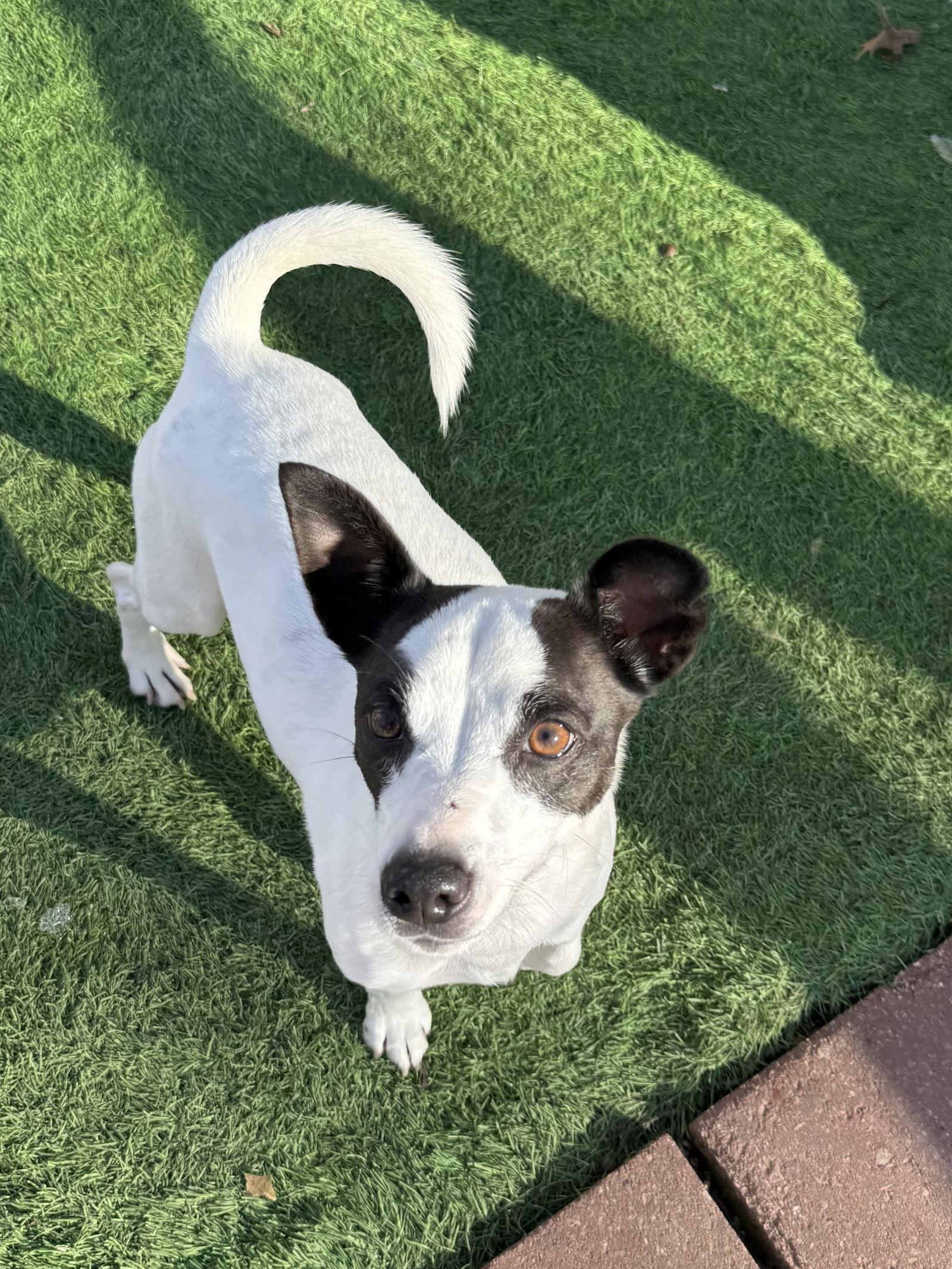 Enlarge Bandit, a Adoptable Jack Russell Terrier in Leavenworth, KS image 2/2