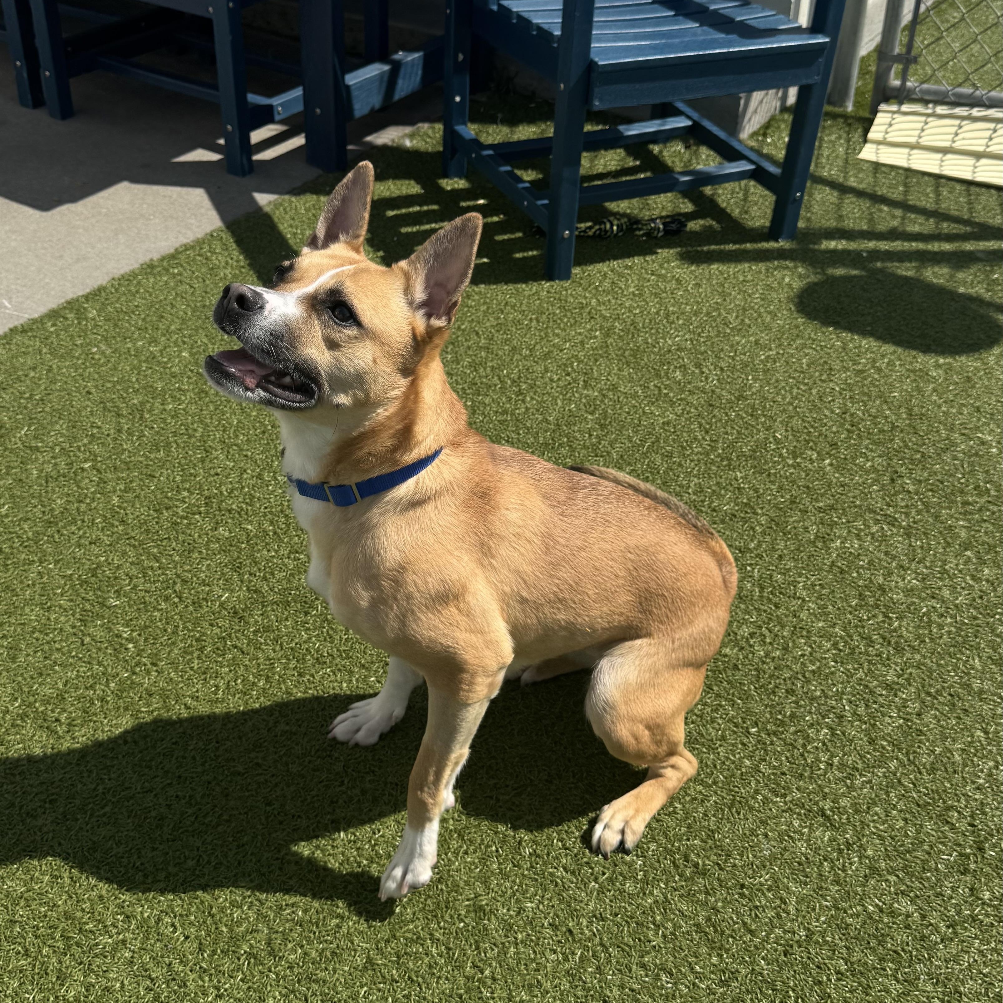 Enlarge Vincenza , a ADOPTABLE mixed breed in Fall River, MA image 2/5