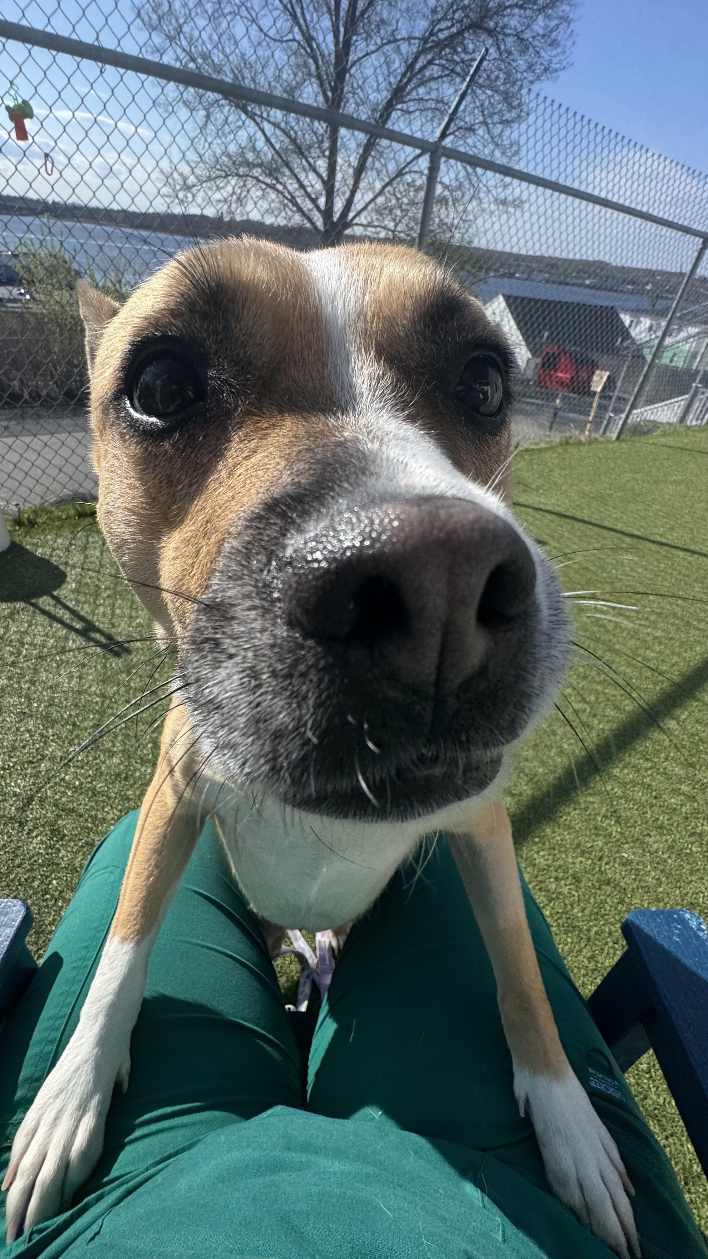 Enlarge Vincenza , a ADOPTABLE mixed breed in Fall River, MA image 5/5