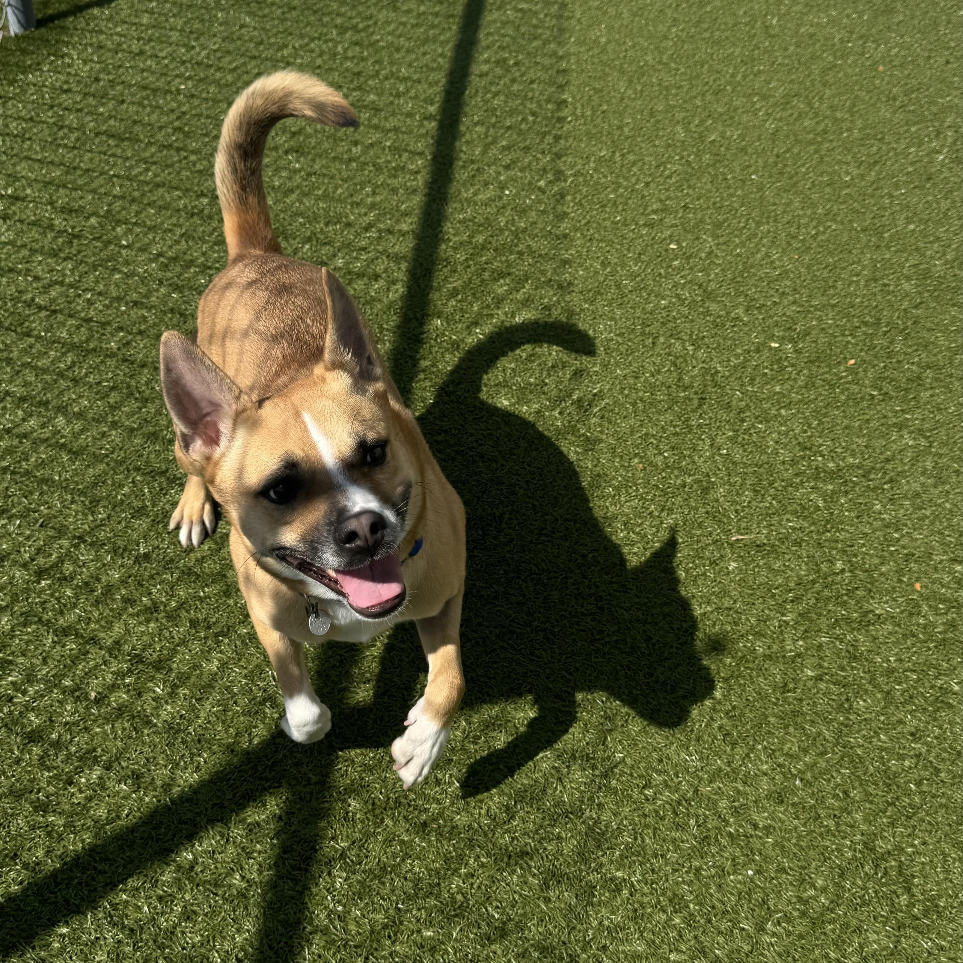 Enlarge Vincenza , a ADOPTABLE mixed breed in Fall River, MA image 3/5