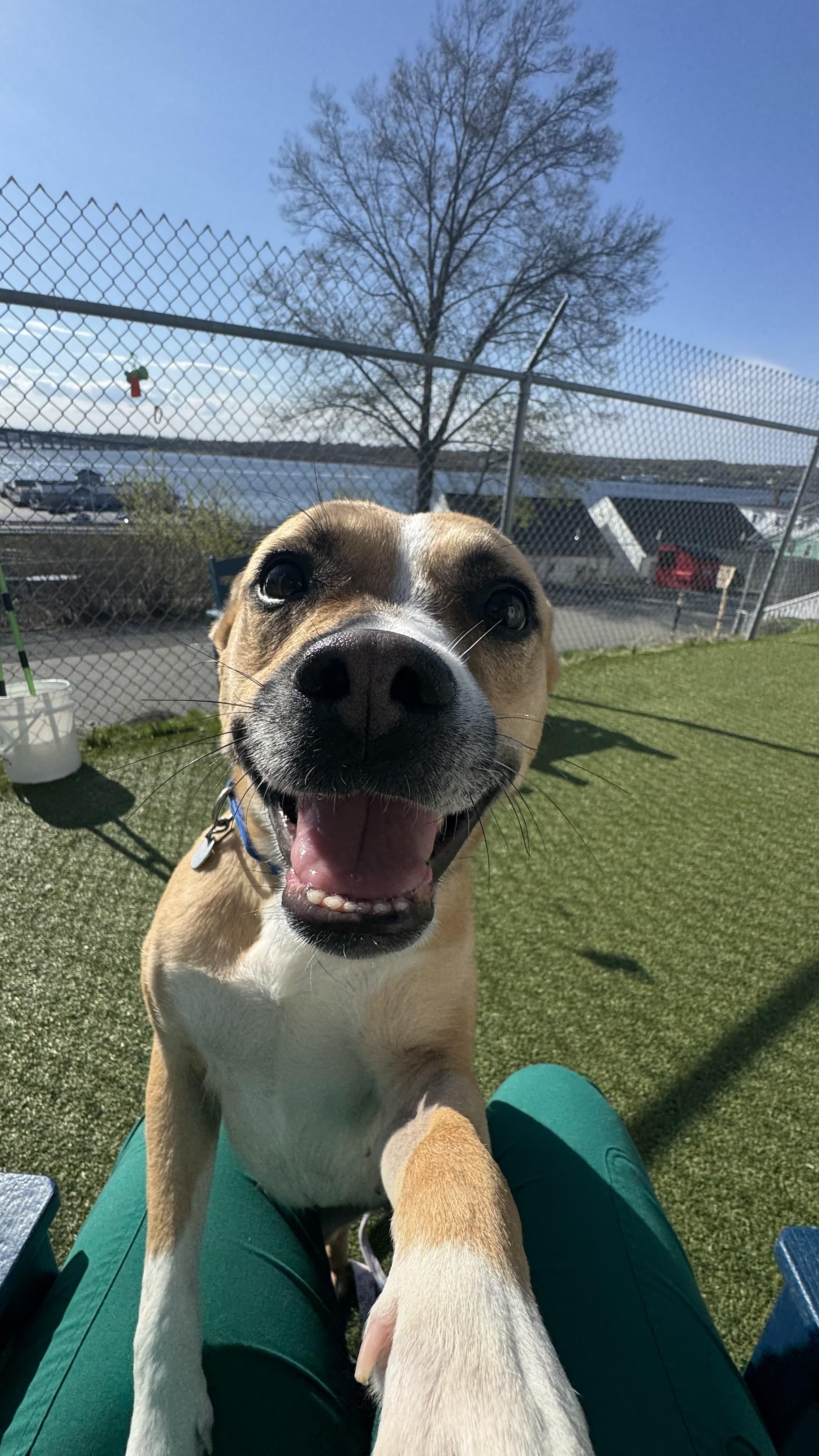 Enlarge Vincenza , a ADOPTABLE mixed breed in Fall River, MA image 4/5