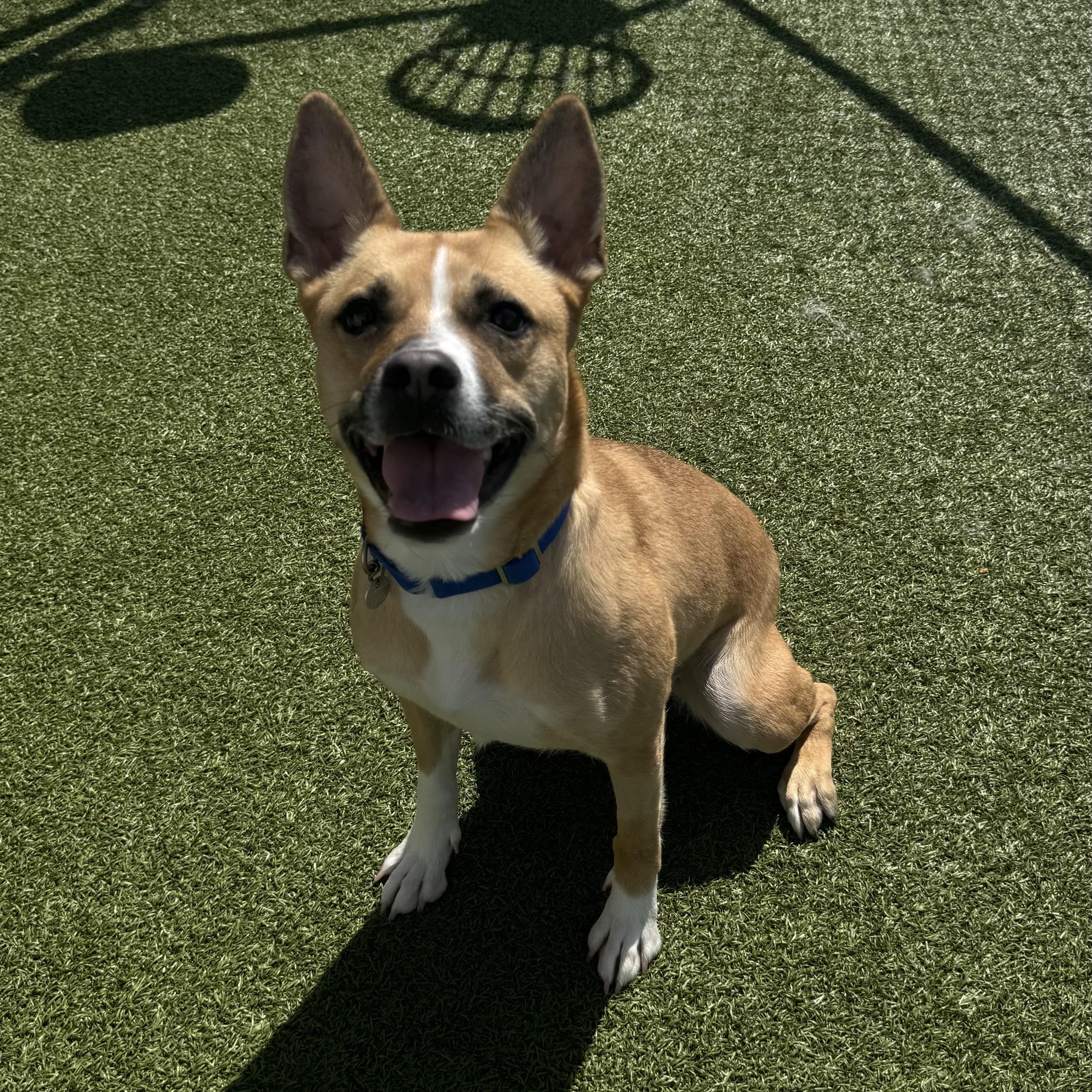 Vincenza , ADOPTABLE, Adult Female Husky.