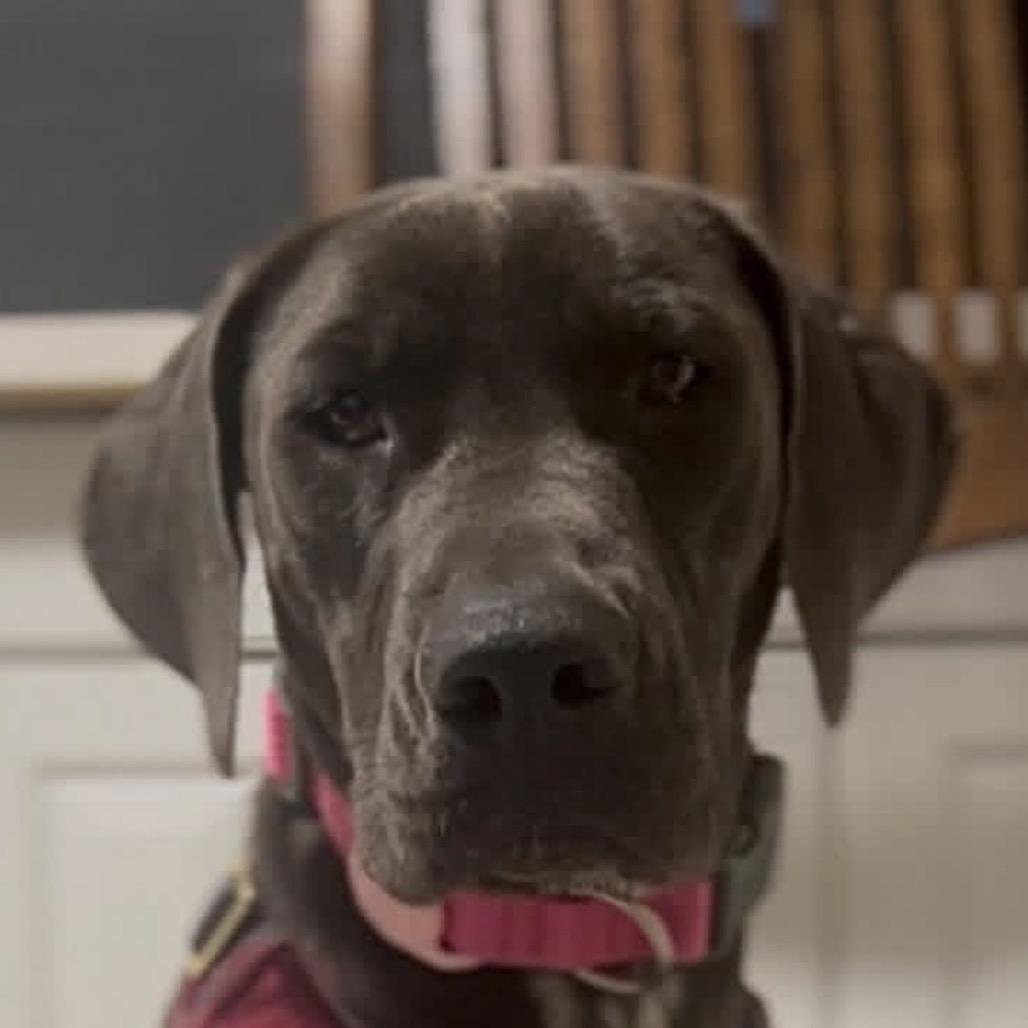 Enlarge Freya, a Adoptable mixed breed in Jacksonville, FL image 3/5