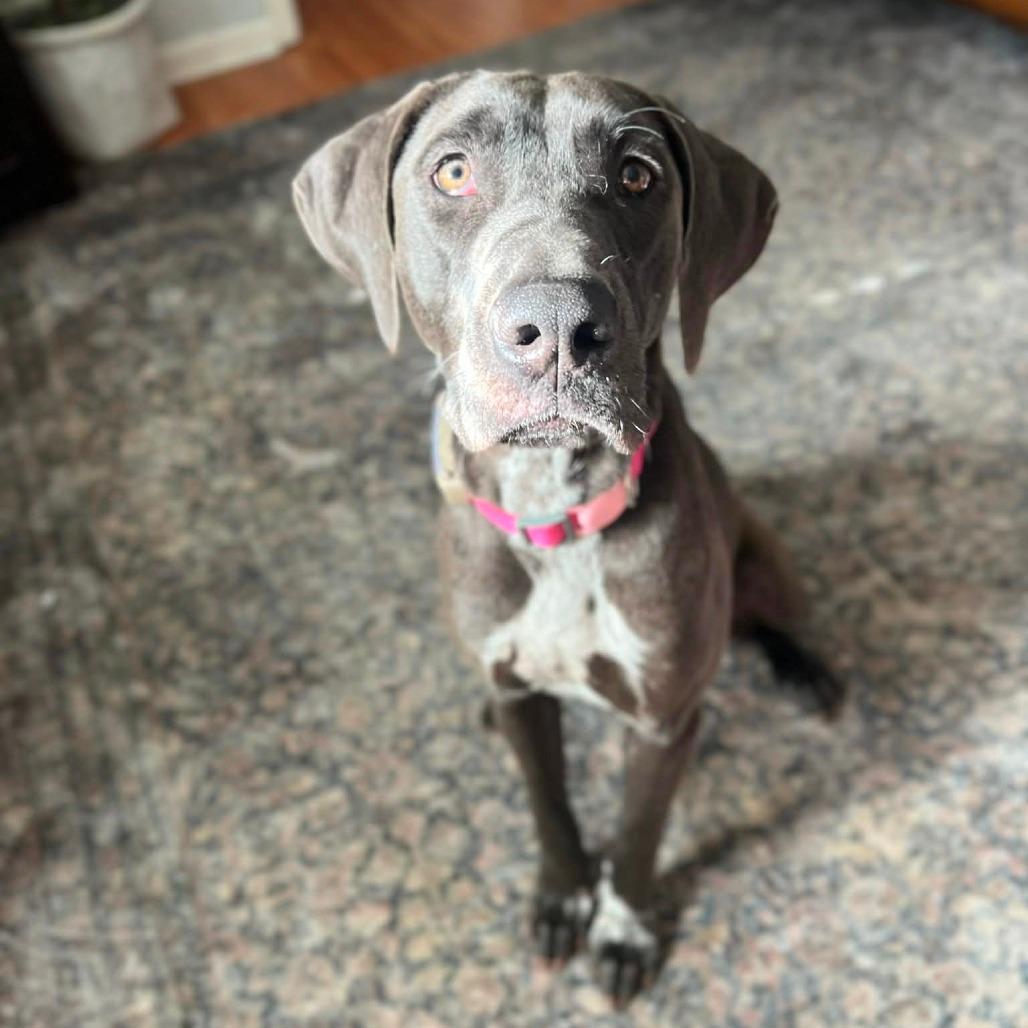 Enlarge Freya, a Adoptable mixed breed in Jacksonville, FL image 5/5