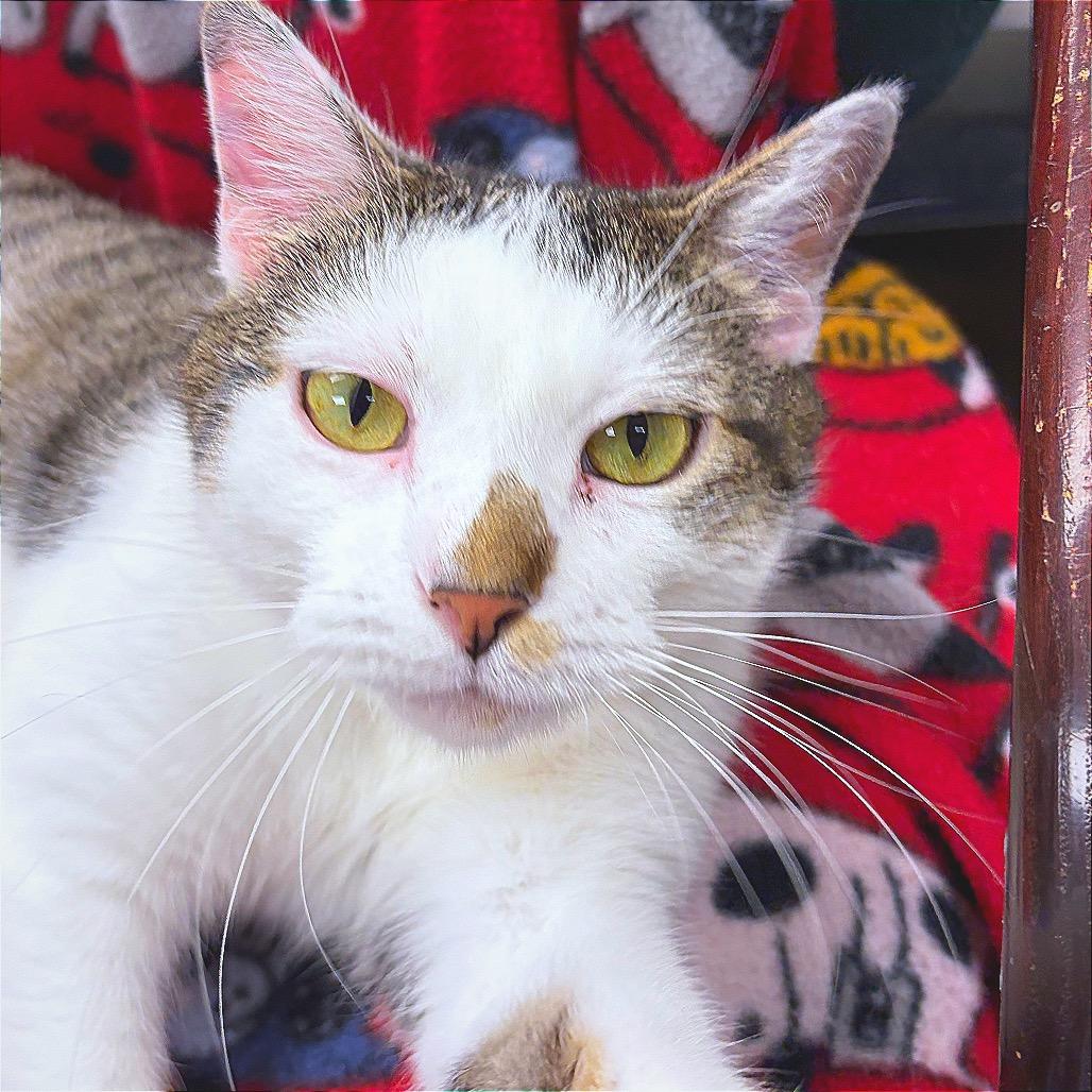 Enlarge Celine Dion, a Adoptable Domestic Short Hair in Hannibal, MO image 2/5