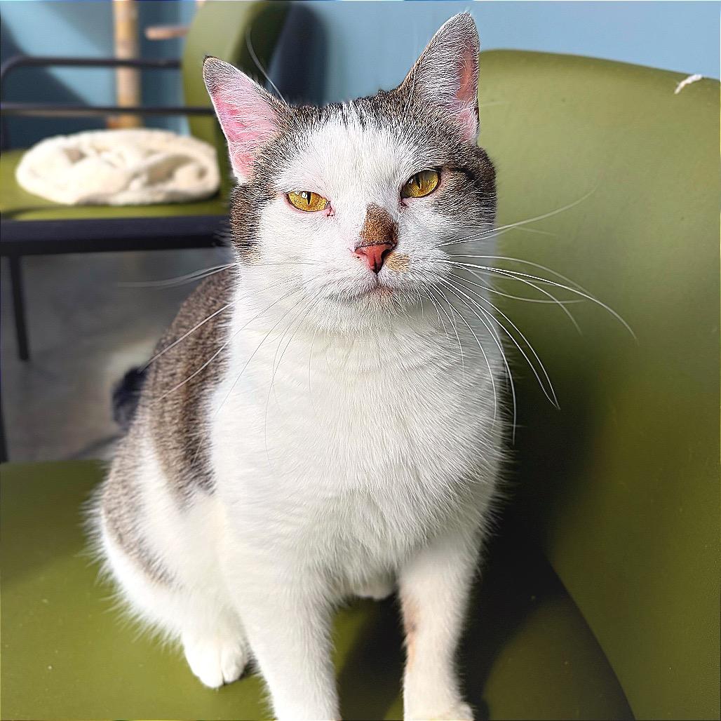 Enlarge Celine Dion, a Adoptable Domestic Short Hair in Hannibal, MO image 3/5