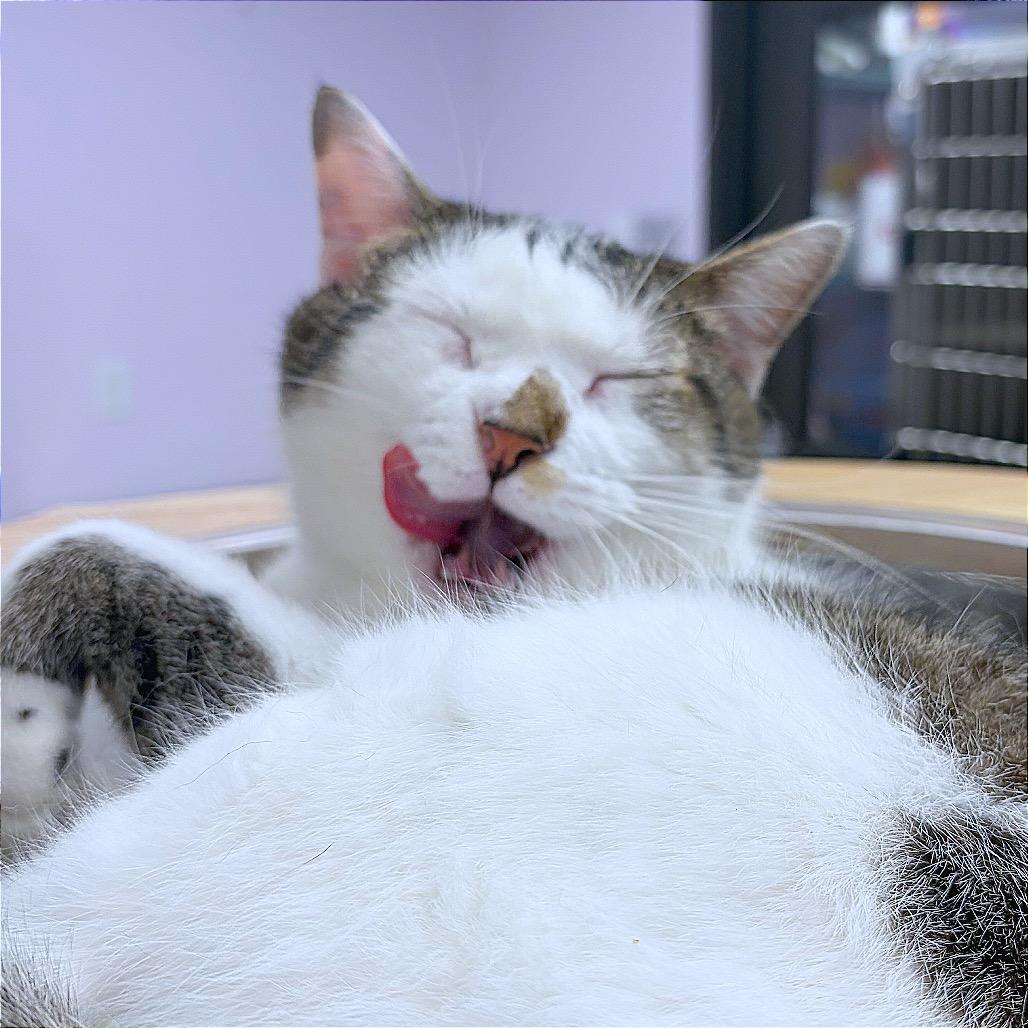 Enlarge Celine Dion, a Adoptable Domestic Short Hair in Hannibal, MO image 5/5