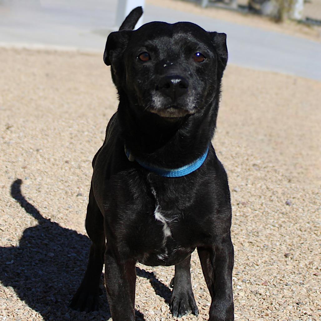638 (2026) Smokey, Adoptable, Senior Male Mixed Breed.