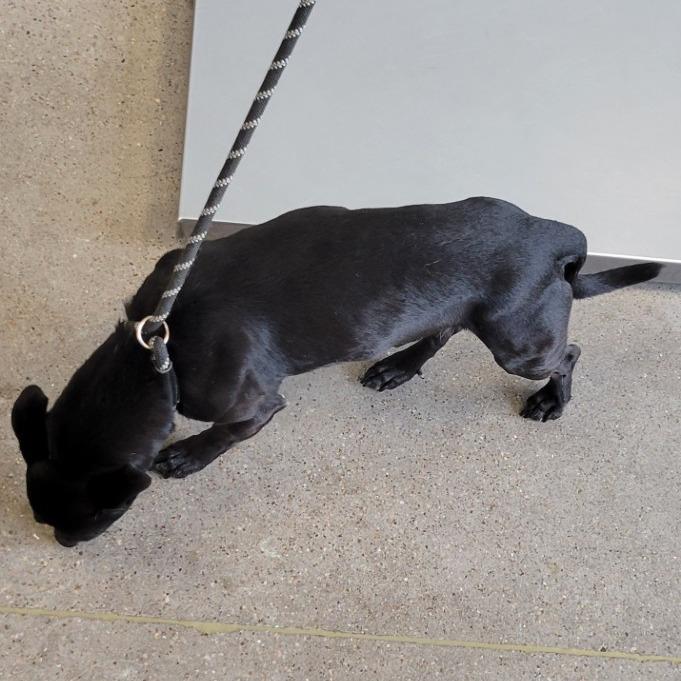 Enlarge 638 (2026) Smokey, a Adoptable Mixed Breed in Parker, CO image 5/6