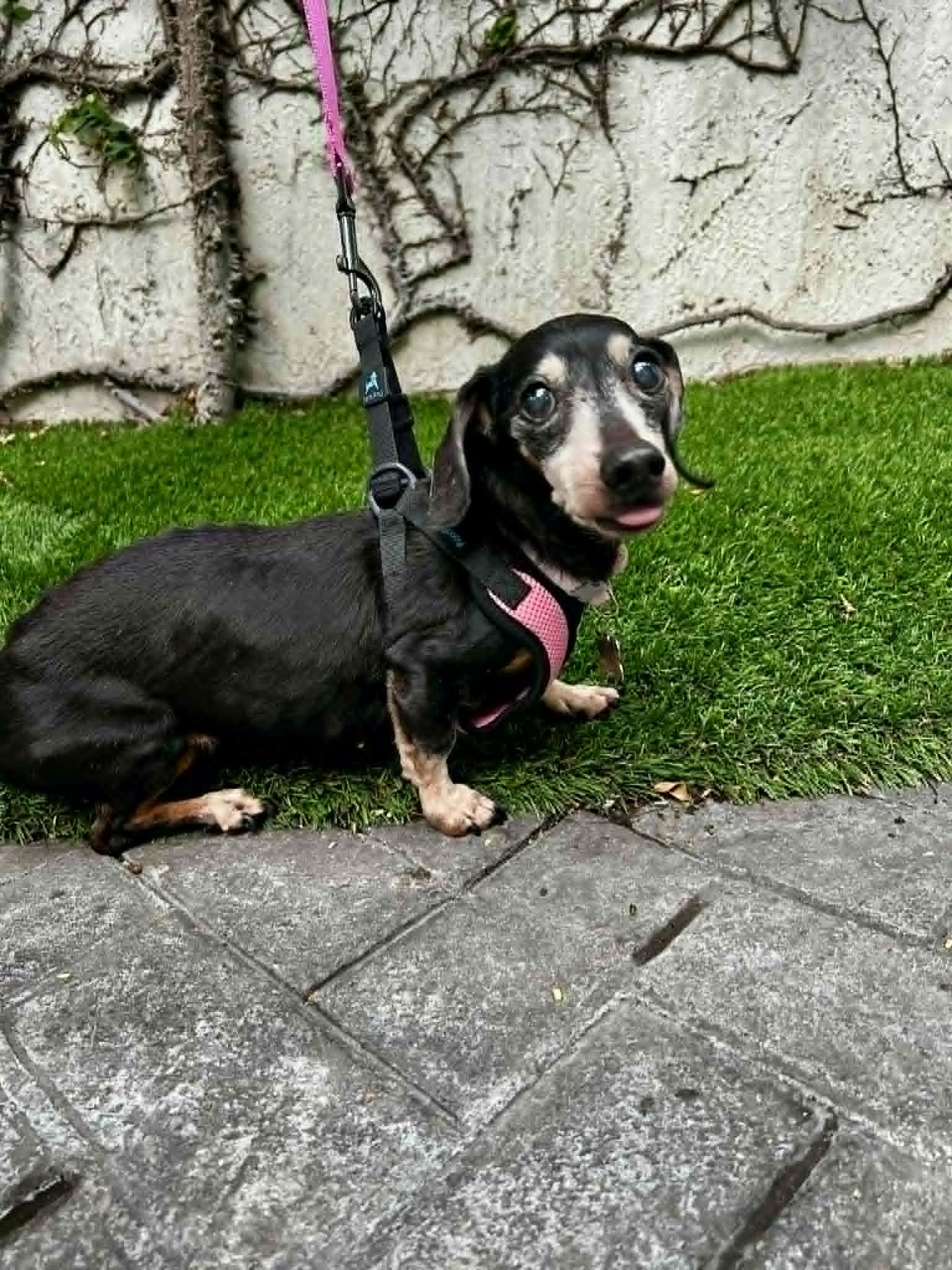 Minnie, Adopted, Senior Female Dachshund.