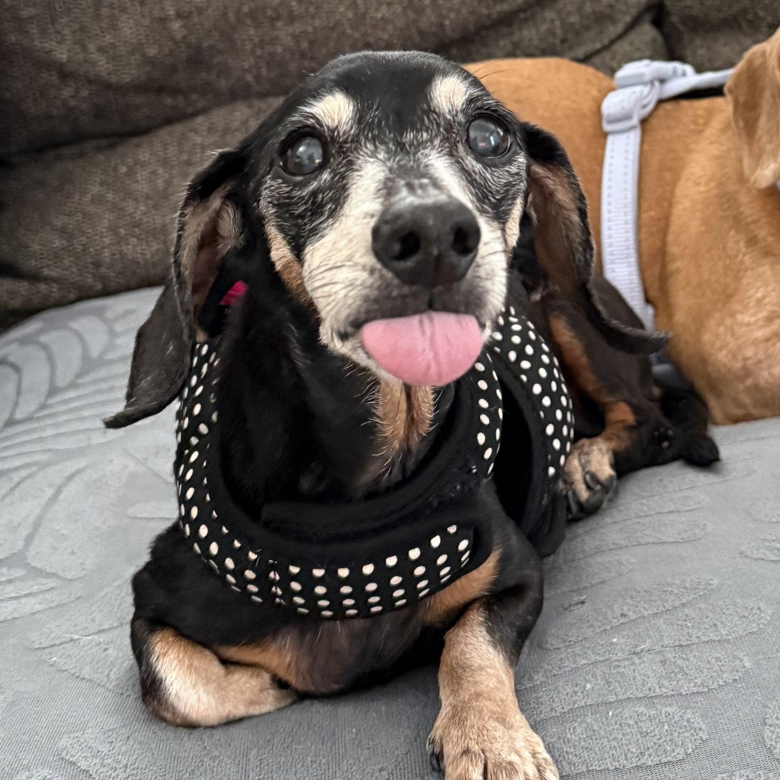 Minnie, a Adopted Dachshund in West Columbia, SC image 2/3