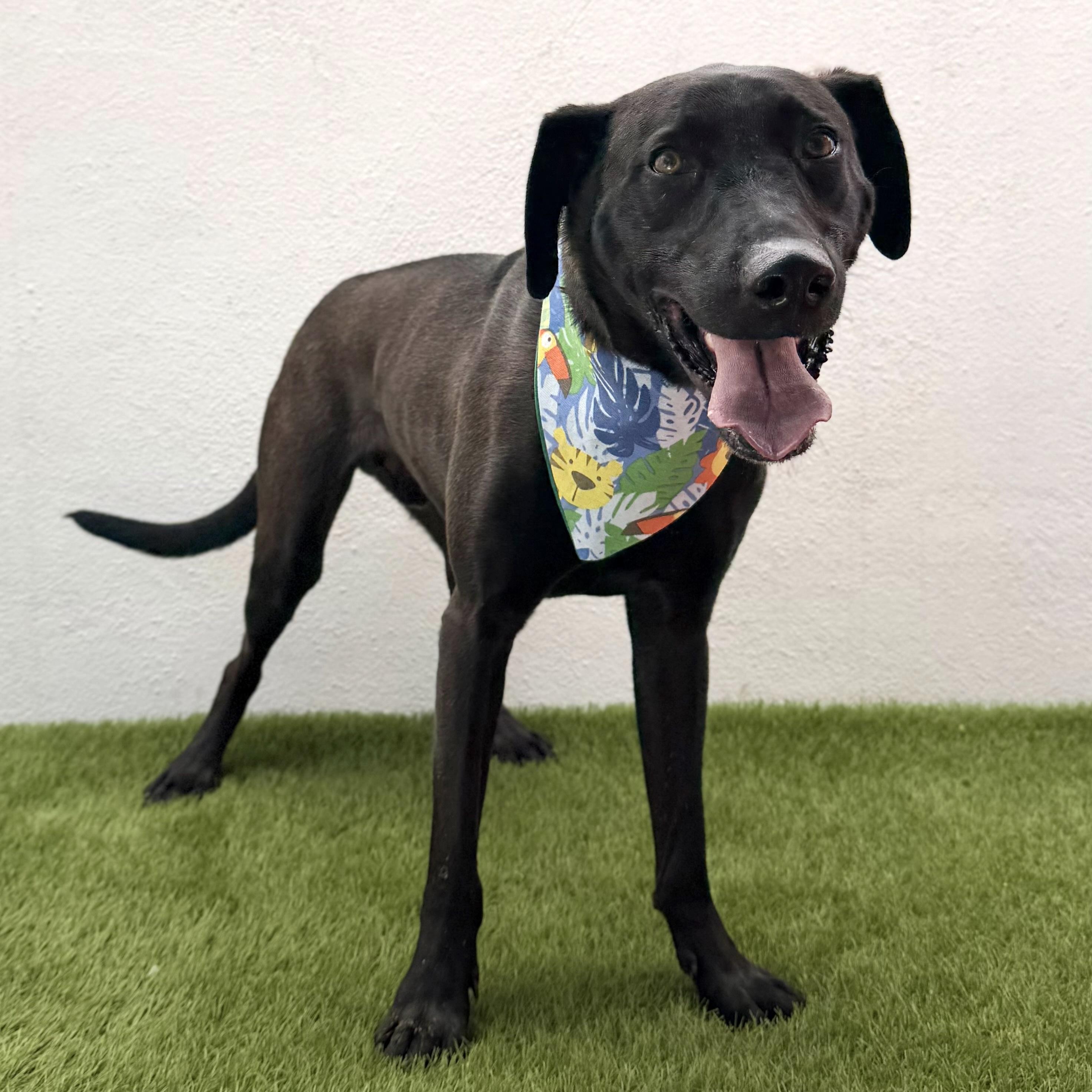ROMEO, an adopted mixed breed in La Jolla, CA image 3/5