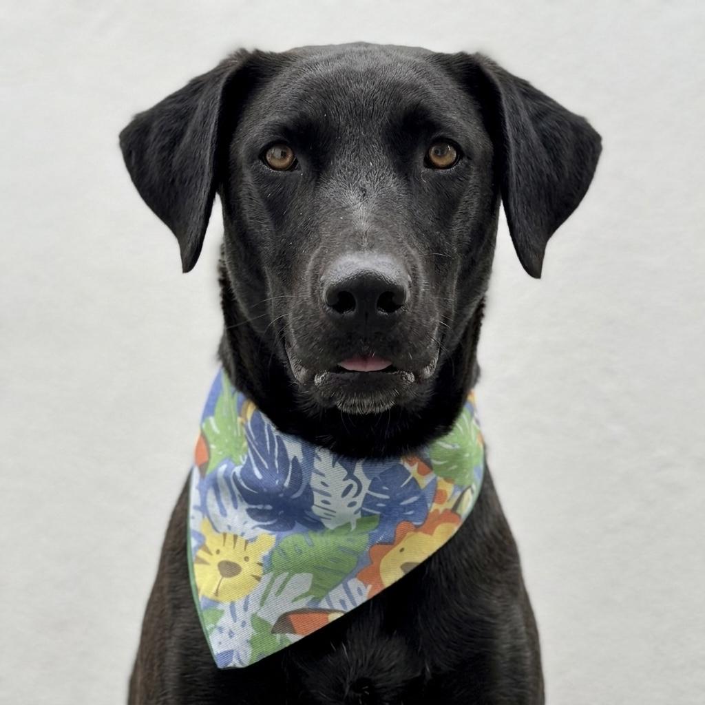 ROMEO, adopted, Young Male Labrador Retriever & Pointer.