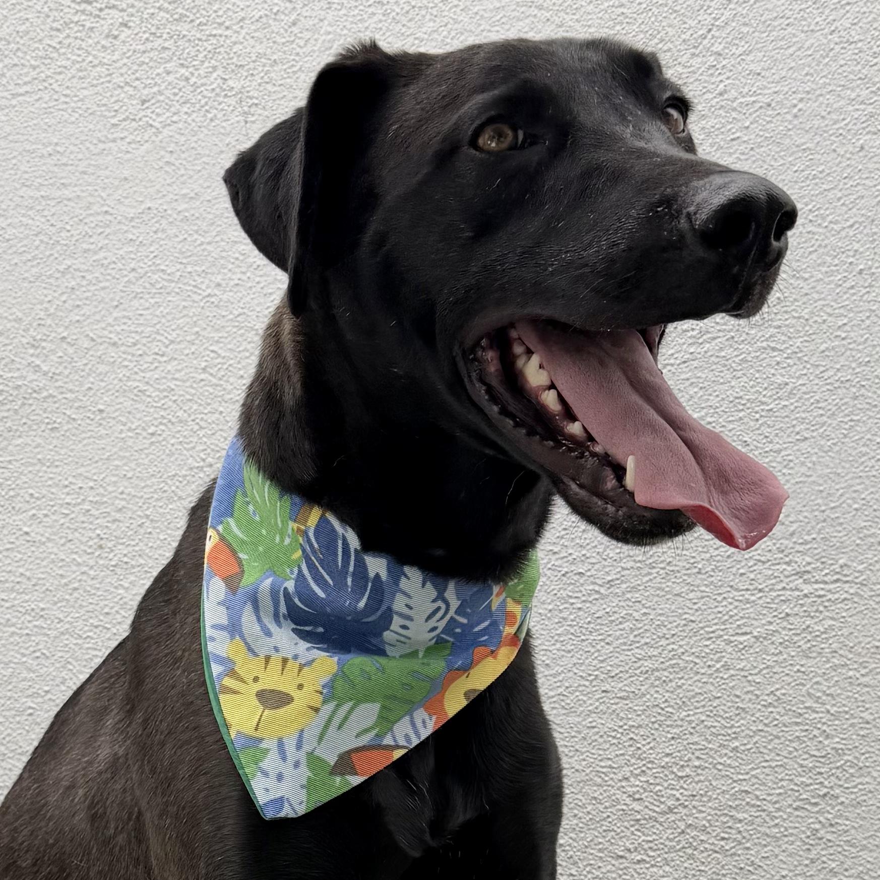 ROMEO, an adopted mixed breed in La Jolla, CA image 2/5