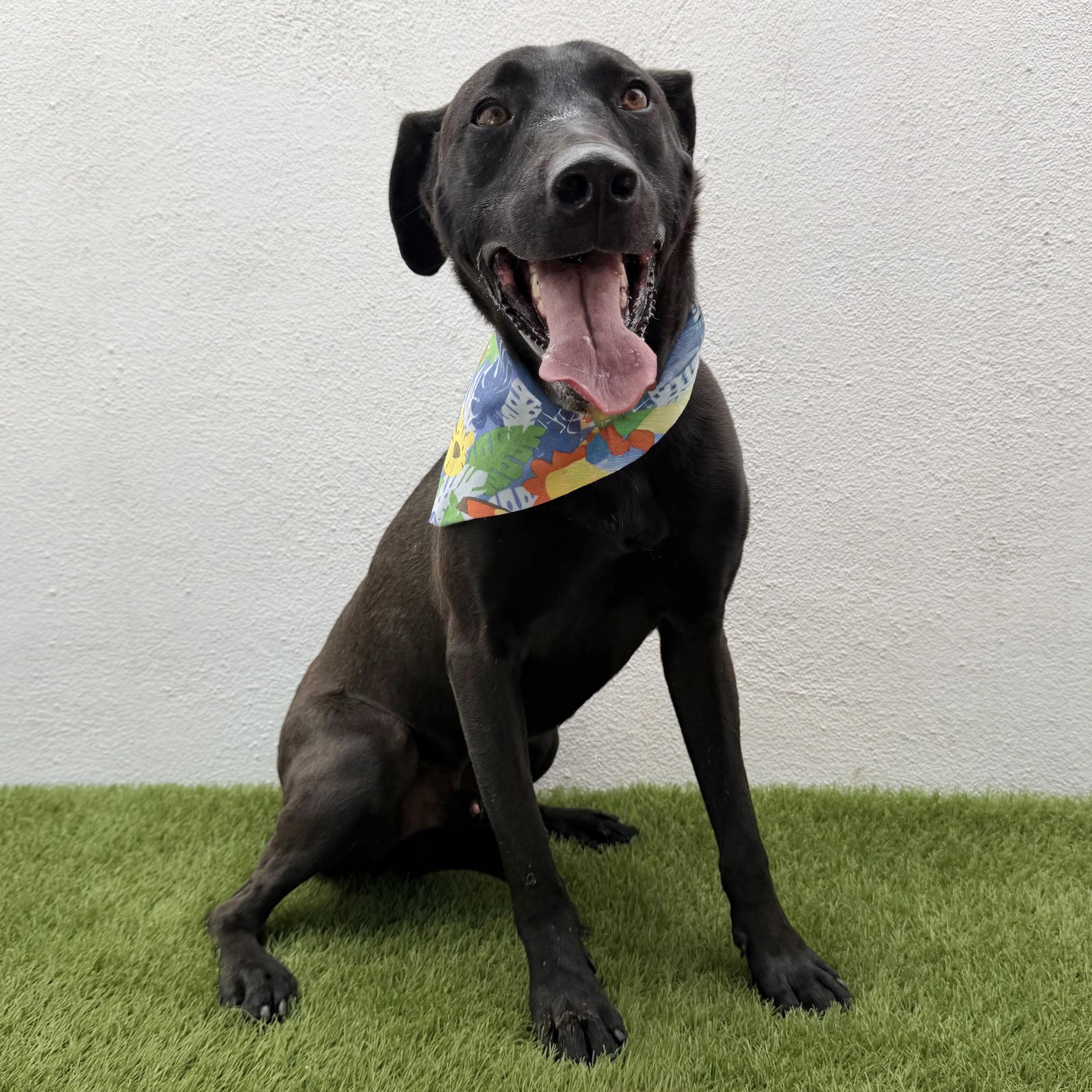 ROMEO, an adopted mixed breed in La Jolla, CA image 5/5