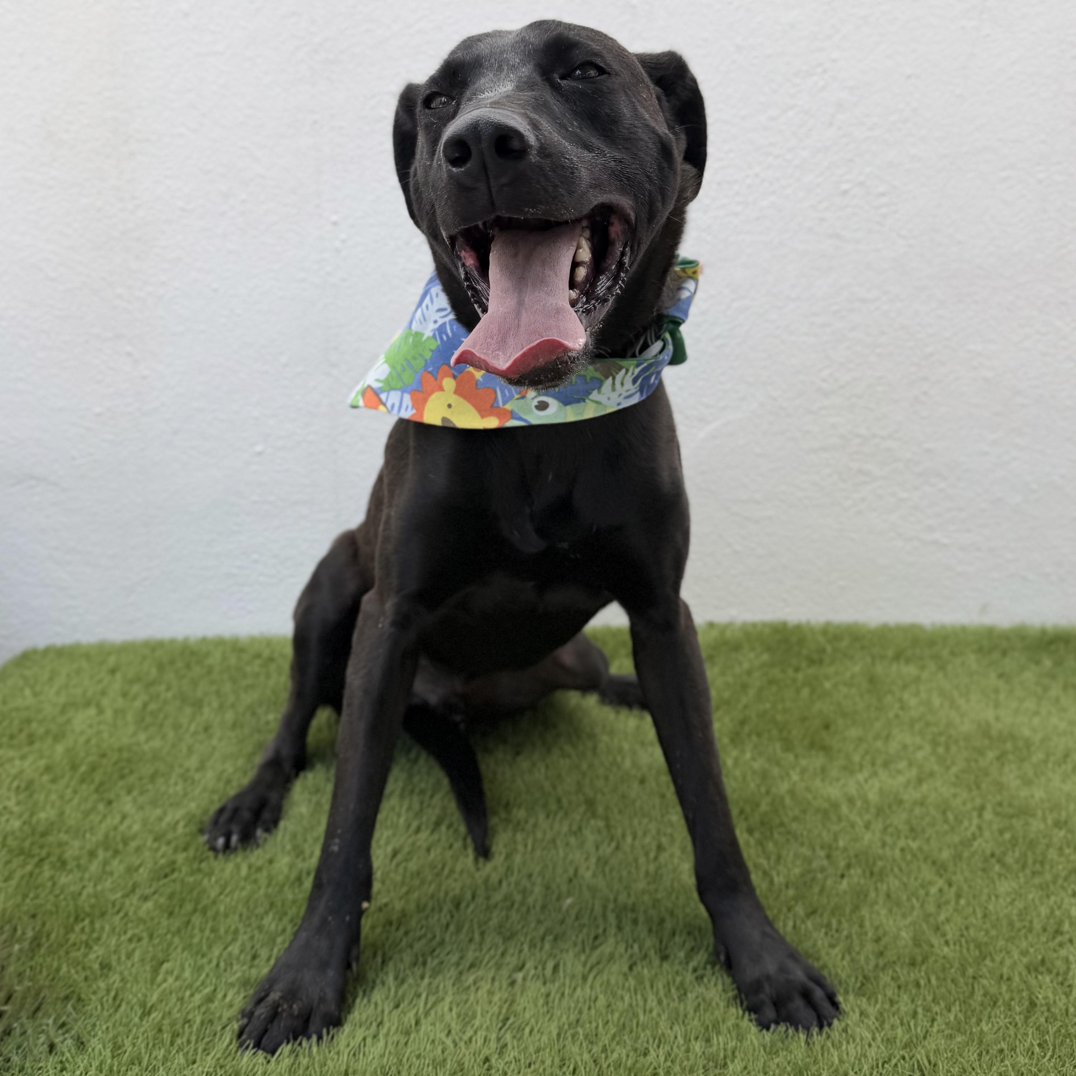 ROMEO, an adopted mixed breed in La Jolla, CA image 4/5