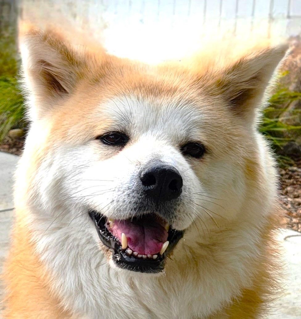 HIROMI, Adult Female Akita